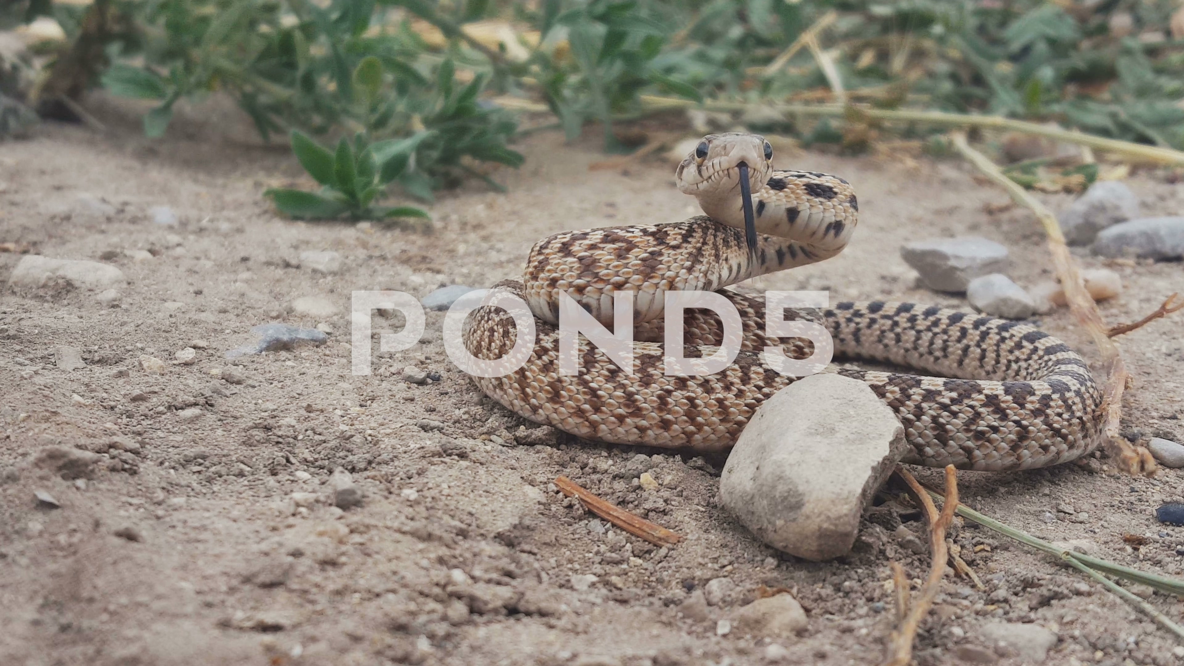Video: Great Basin Gopher snake coils up and turns around - Closeup ...