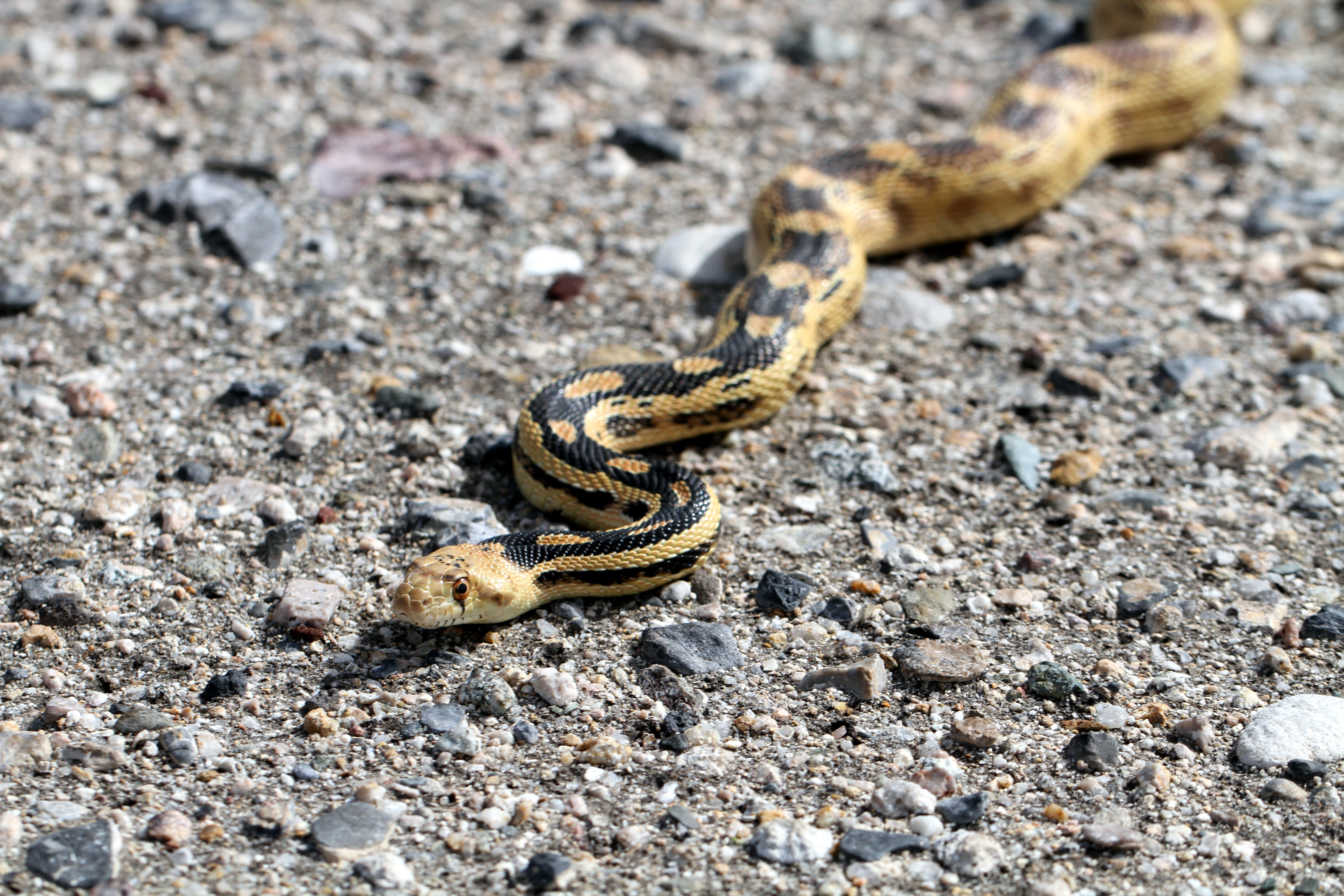 File:Great Basin Gopher Snake - Flickr - GregTheBusker (1).jpg ...