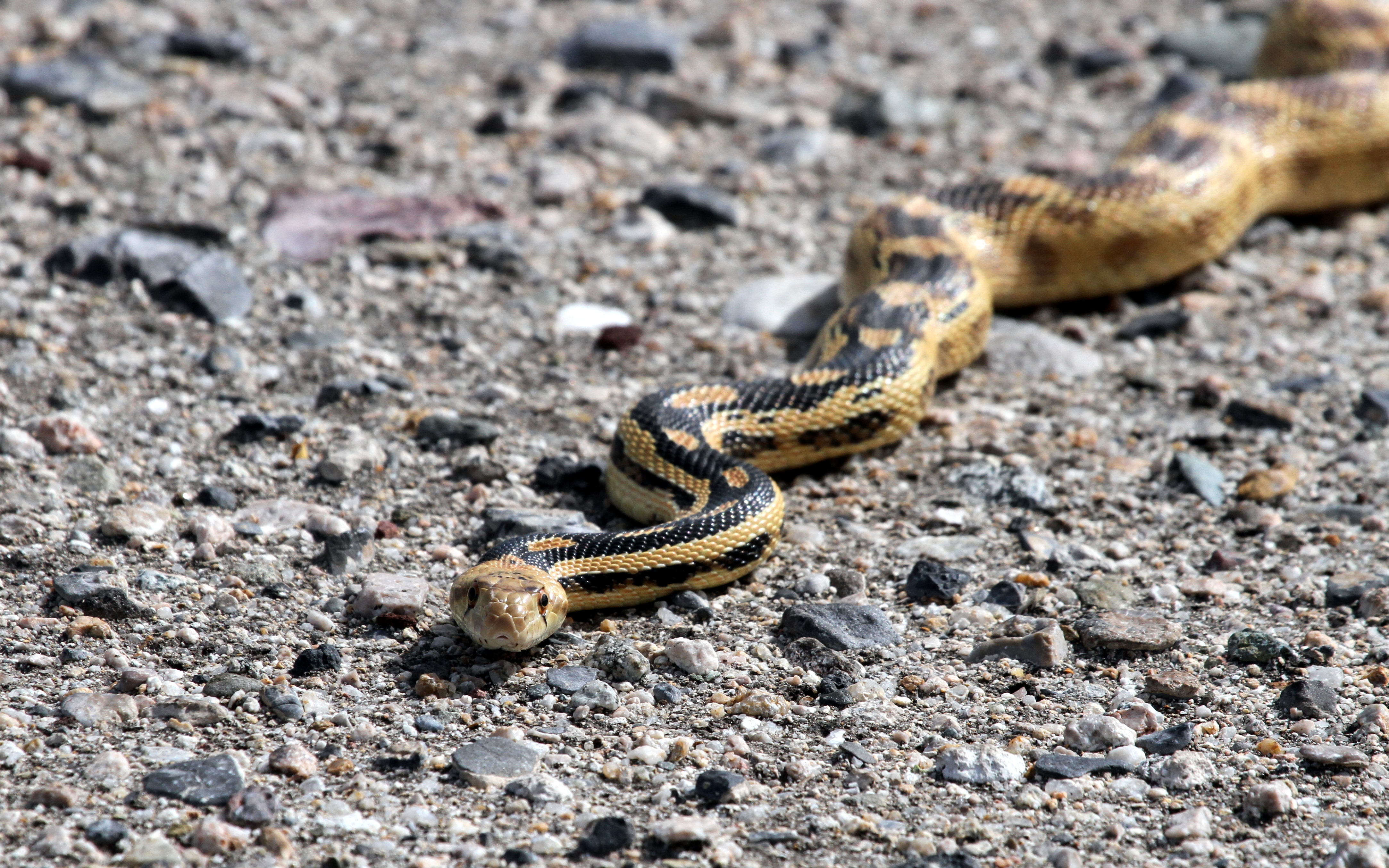 File:Great Basin Gopher Snake - Flickr - GregTheBusker (3).jpg ...