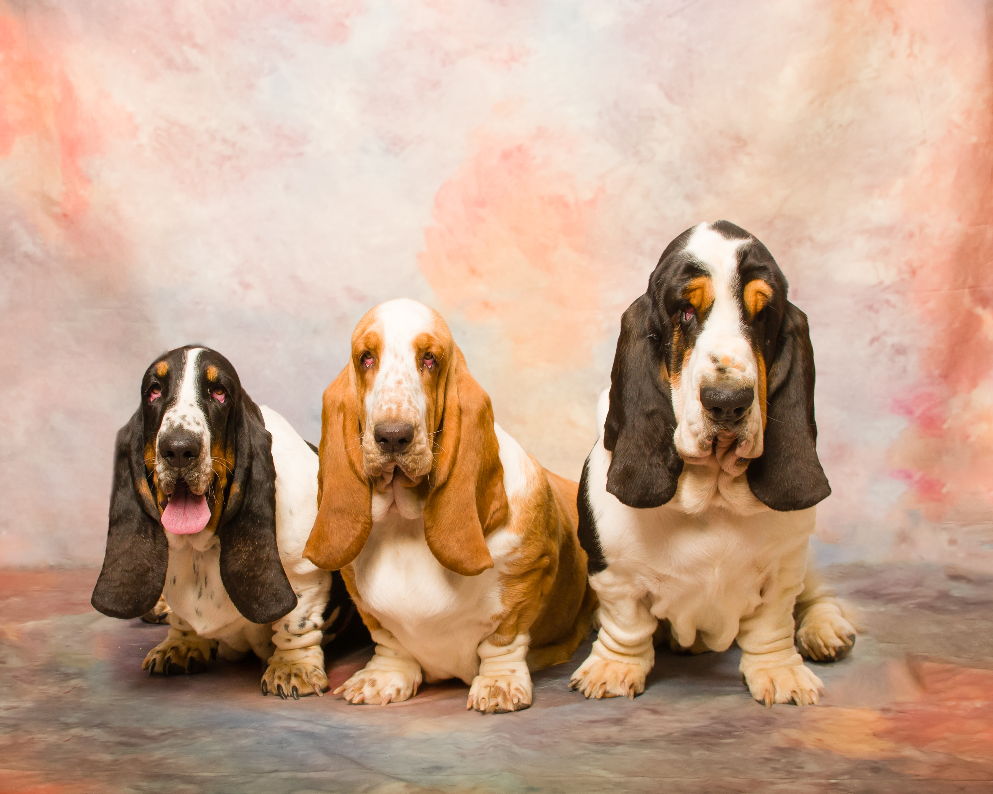 European Basset Hounds - Basset Hound Puppies