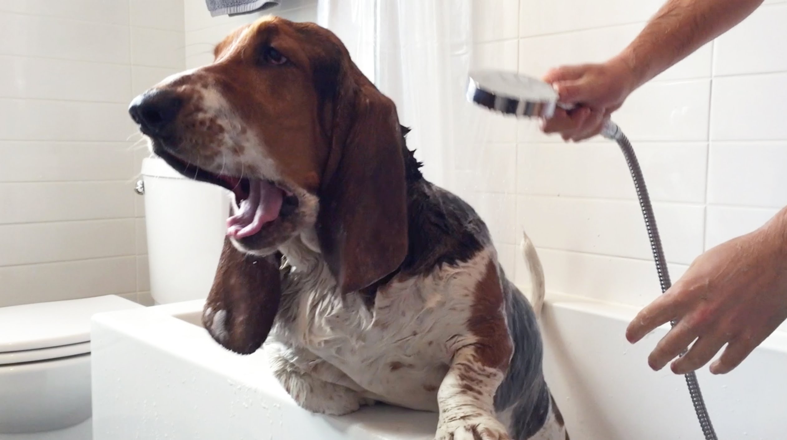 basset hound in the bath! - YouTube