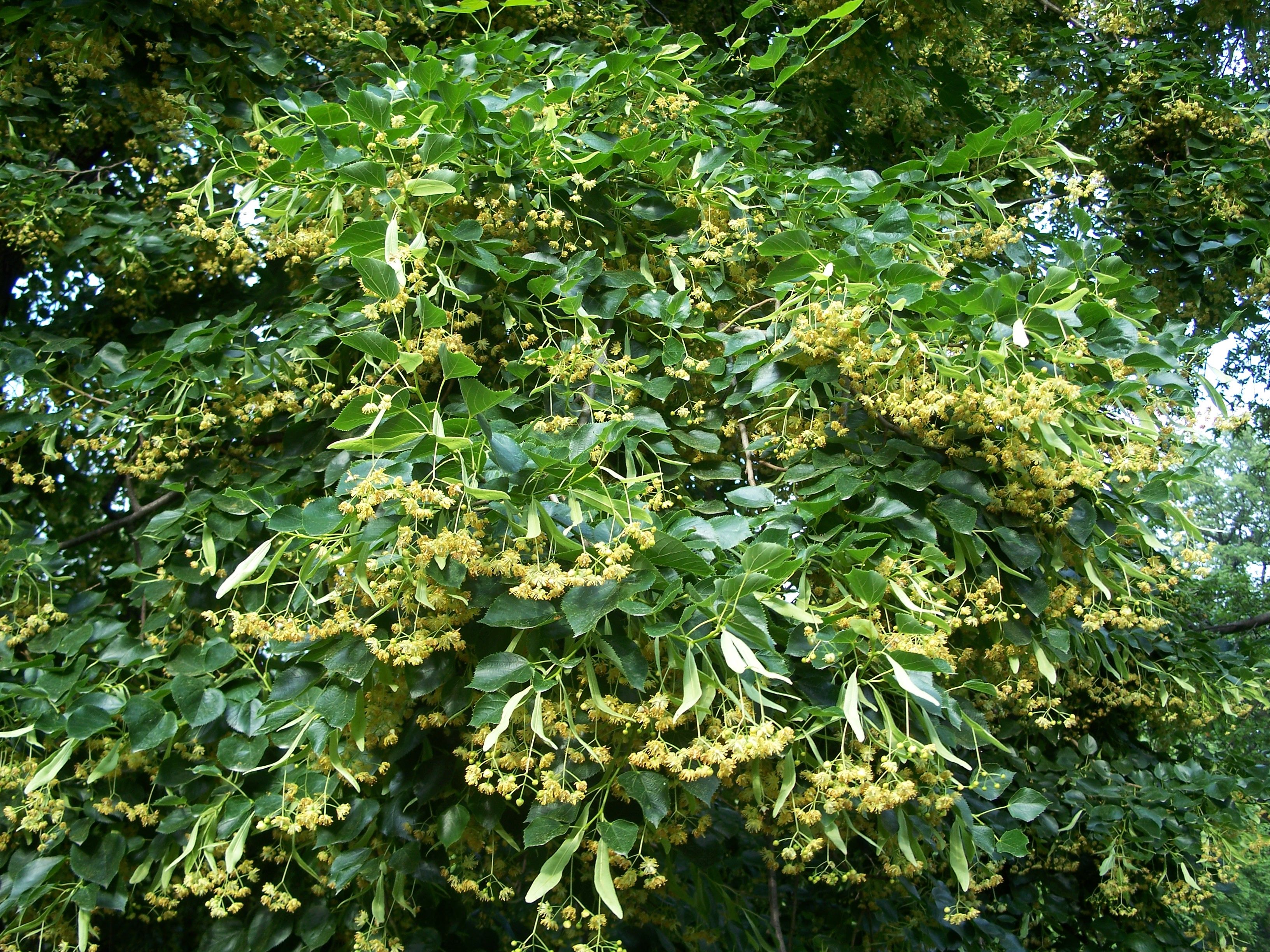 Basswood Tree NY | Plant Identification | Pinterest | Plant ...