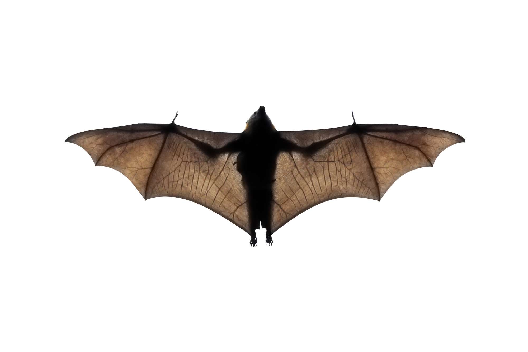 bats | Popular Science
