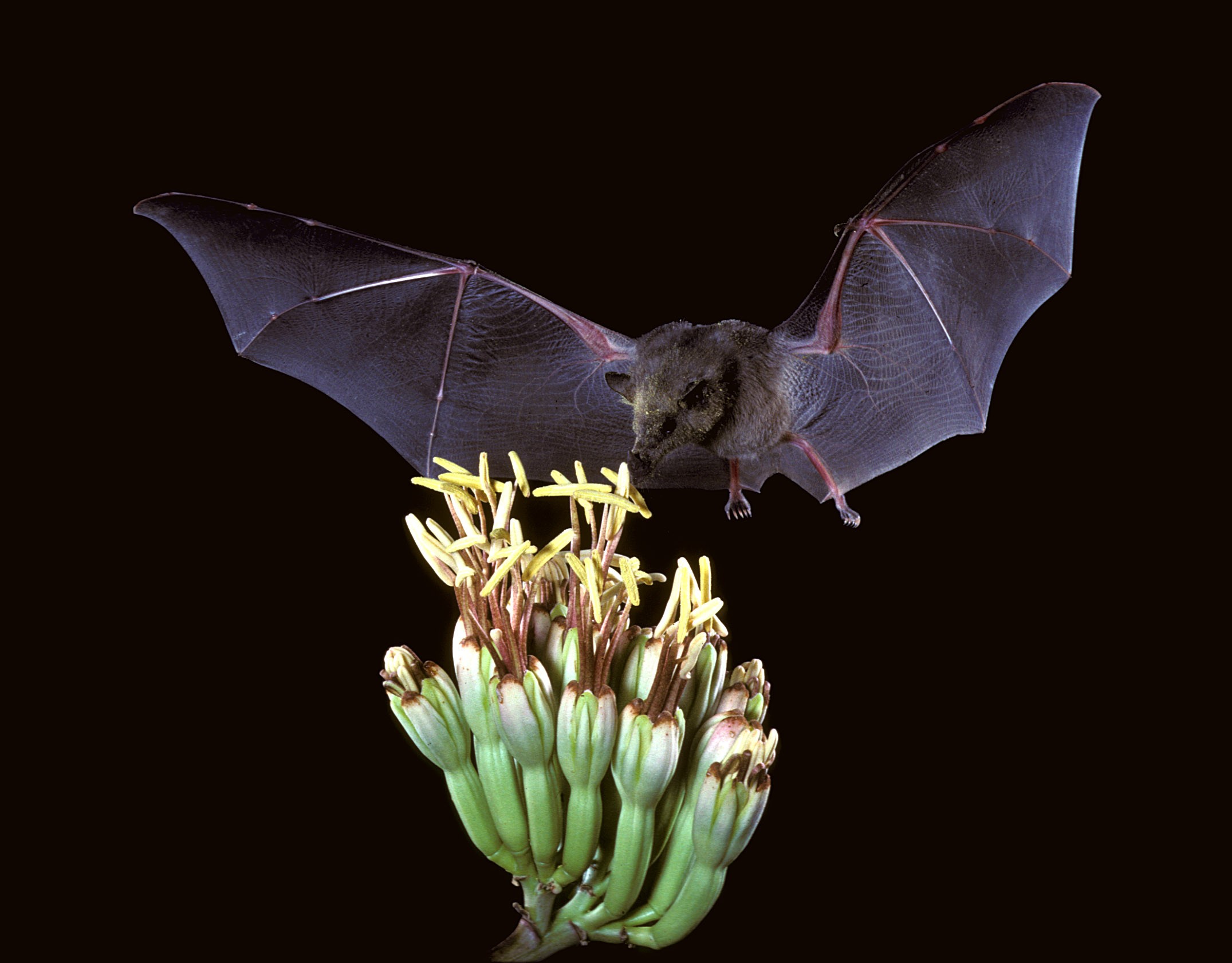 Bat - Wikipedia