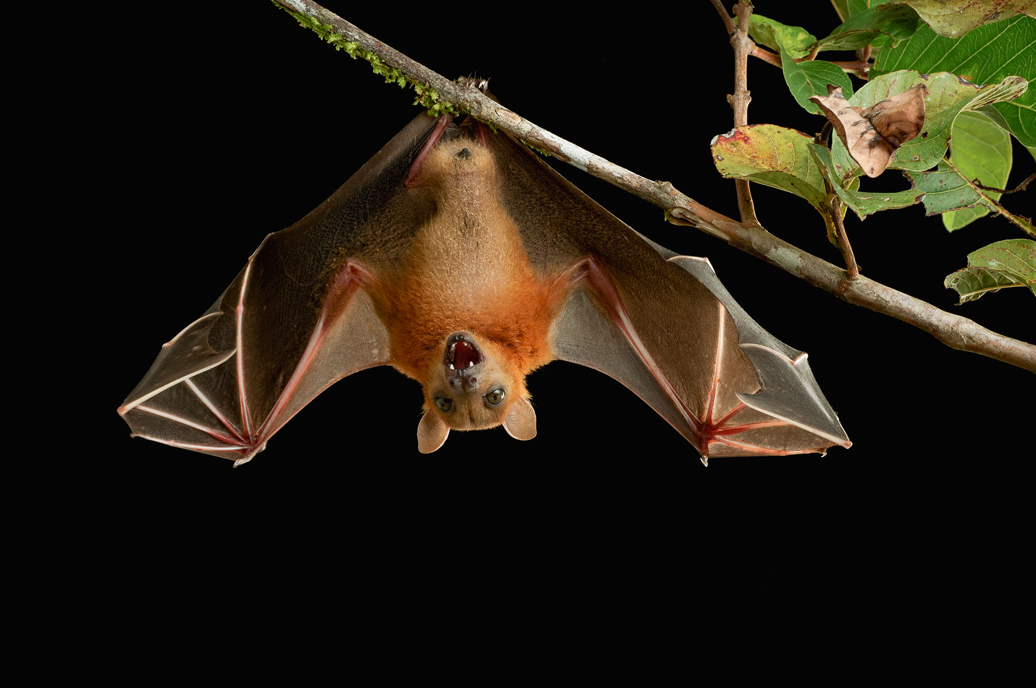 Mystery Solved: How Bats Can Land Upside Down
