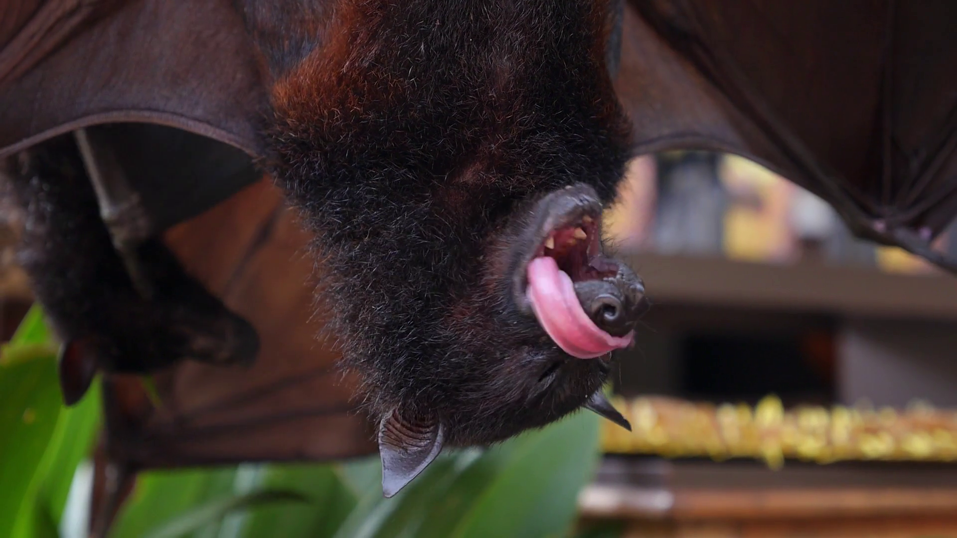 Bat Hanging Upside Down. Closeup Stock Video Footage - VideoBlocks