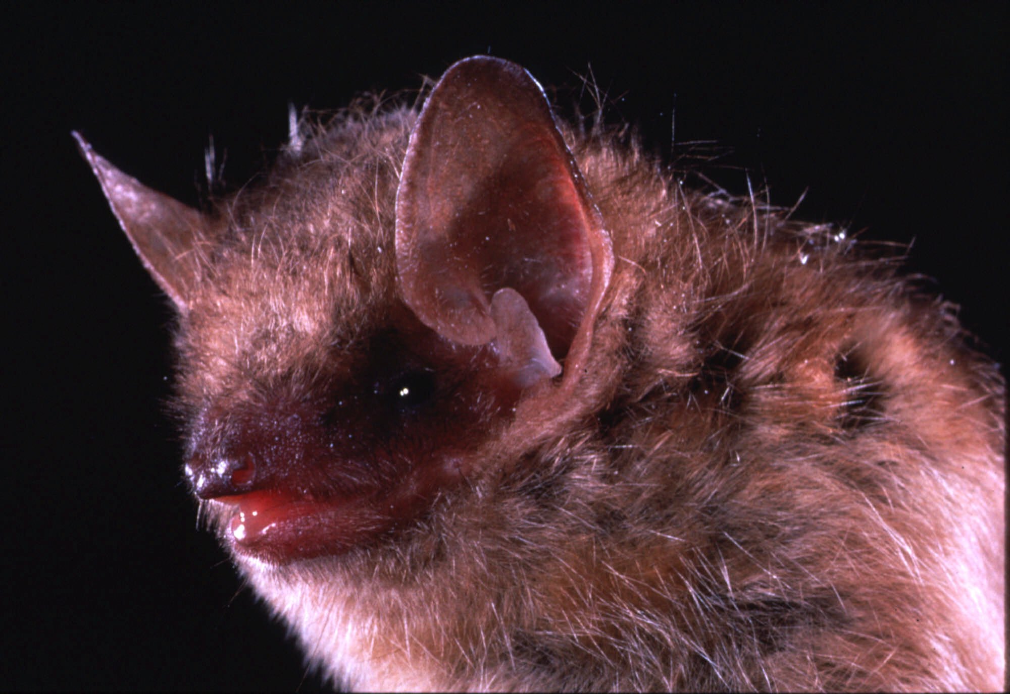Rabid bat found in Gypsum – The Denver Post