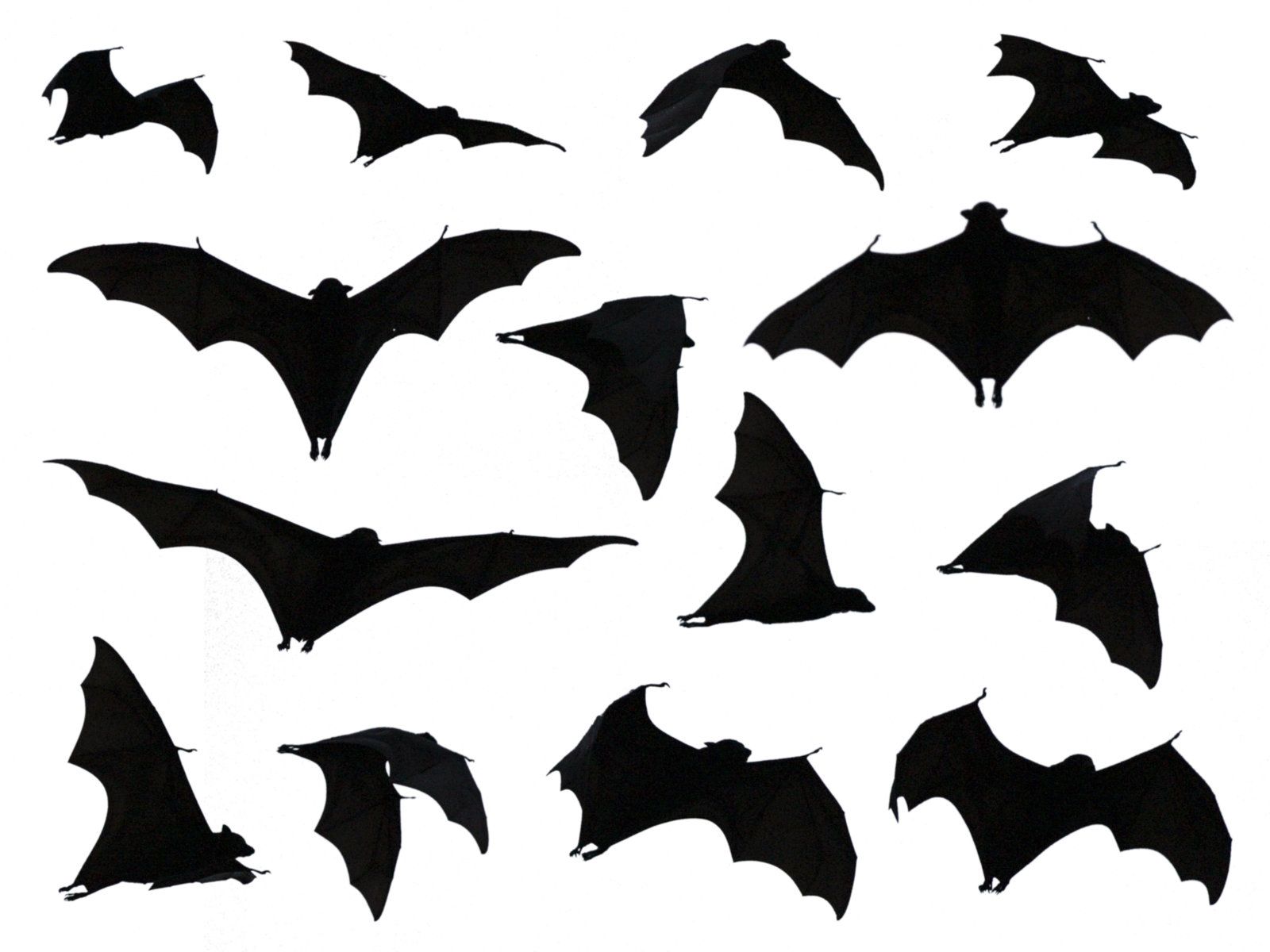 Fruit Bat Silhouettes by Laticis | Watercolor Bats | Pinterest | Bat ...