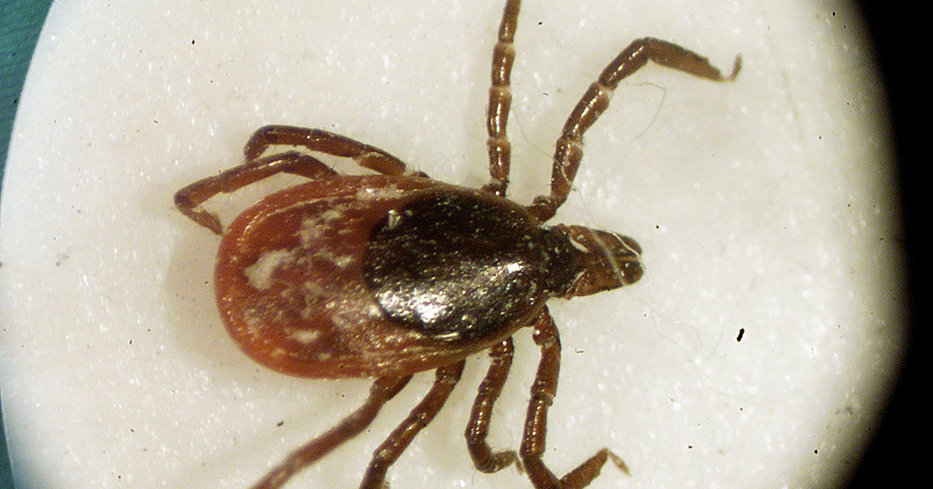 Outdoors enthusiasts urged to prevent tick bites
