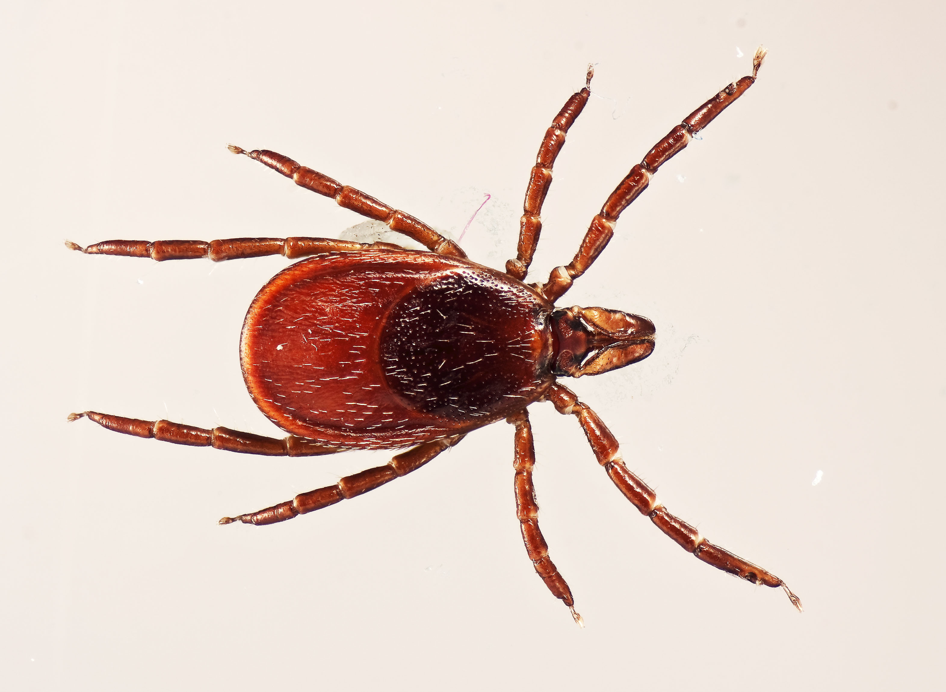 How Do Ticks…Tick? | Smithsonian Insider