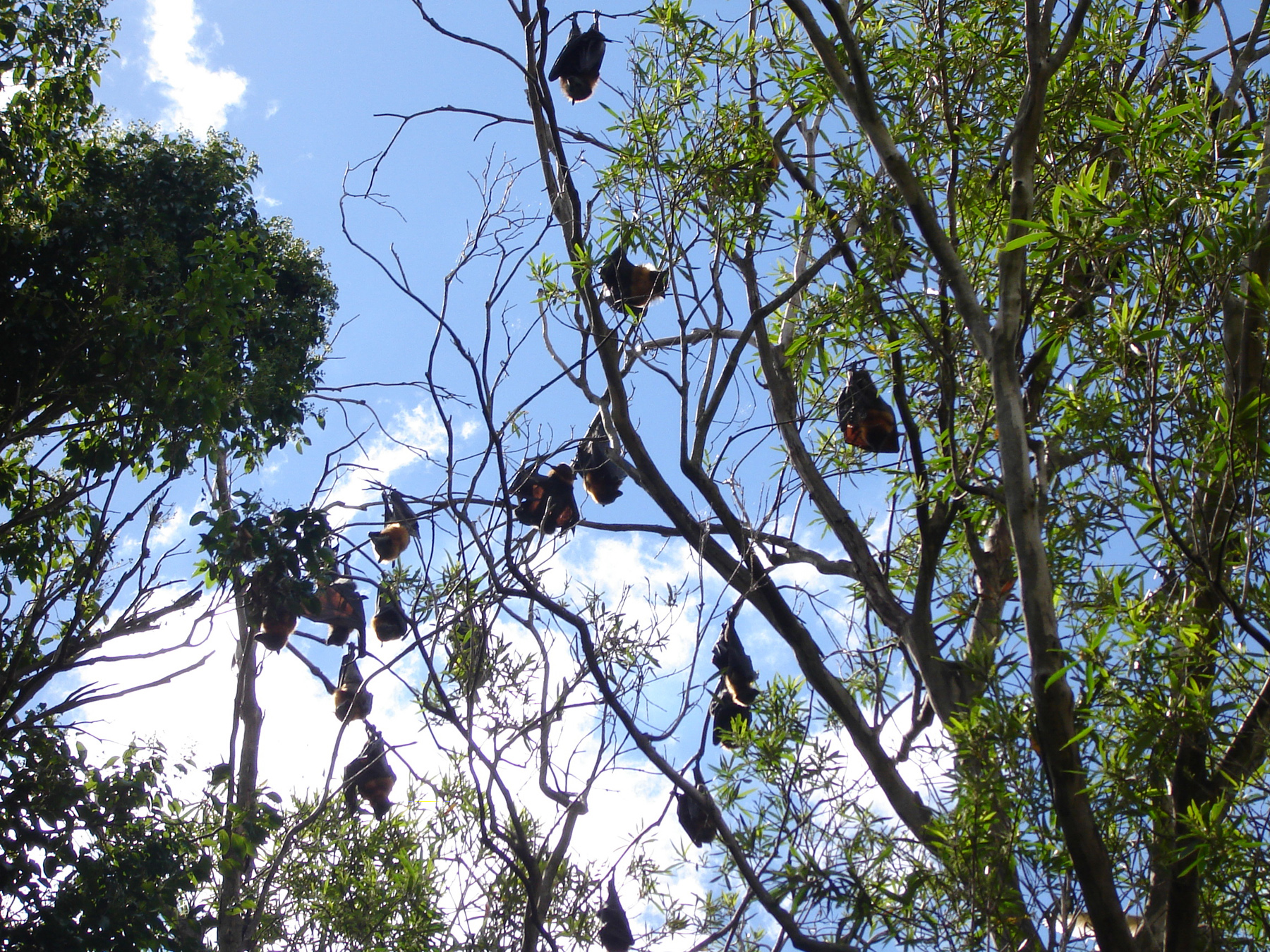Bats hanging from a tree photo