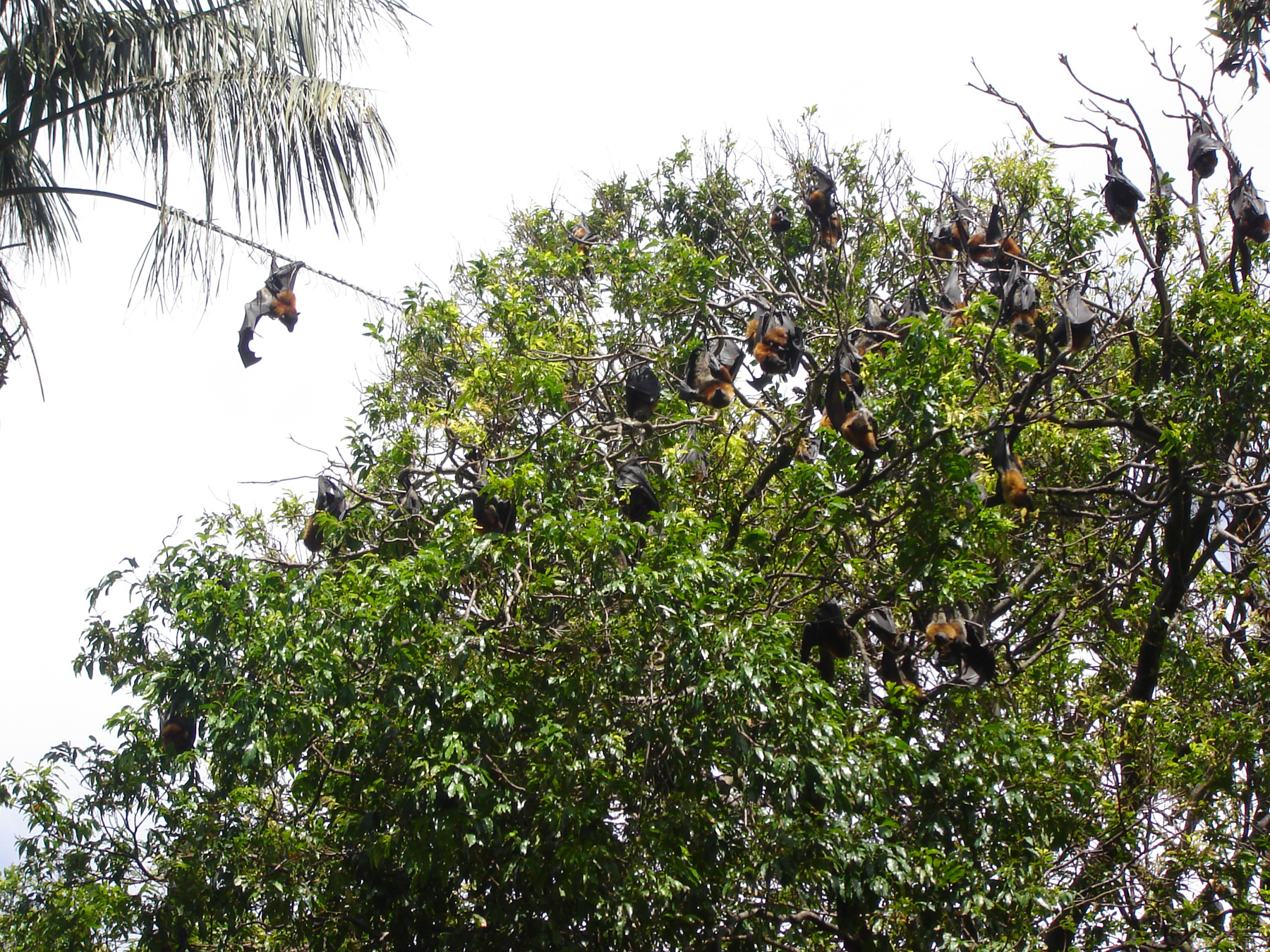 Bats hanging from a tree photo