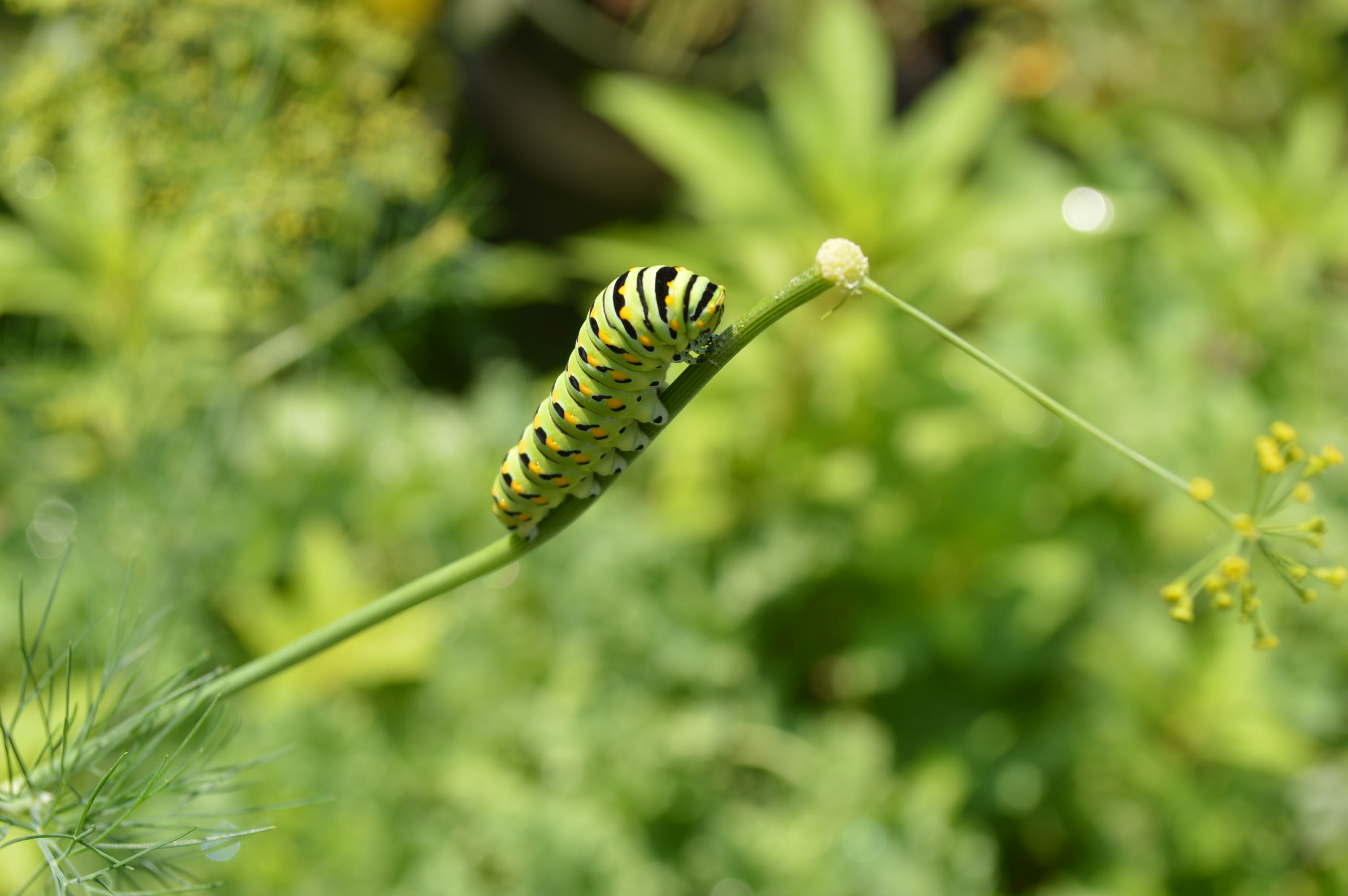 Battle of the cats: differences between monarch and swallowtail ...