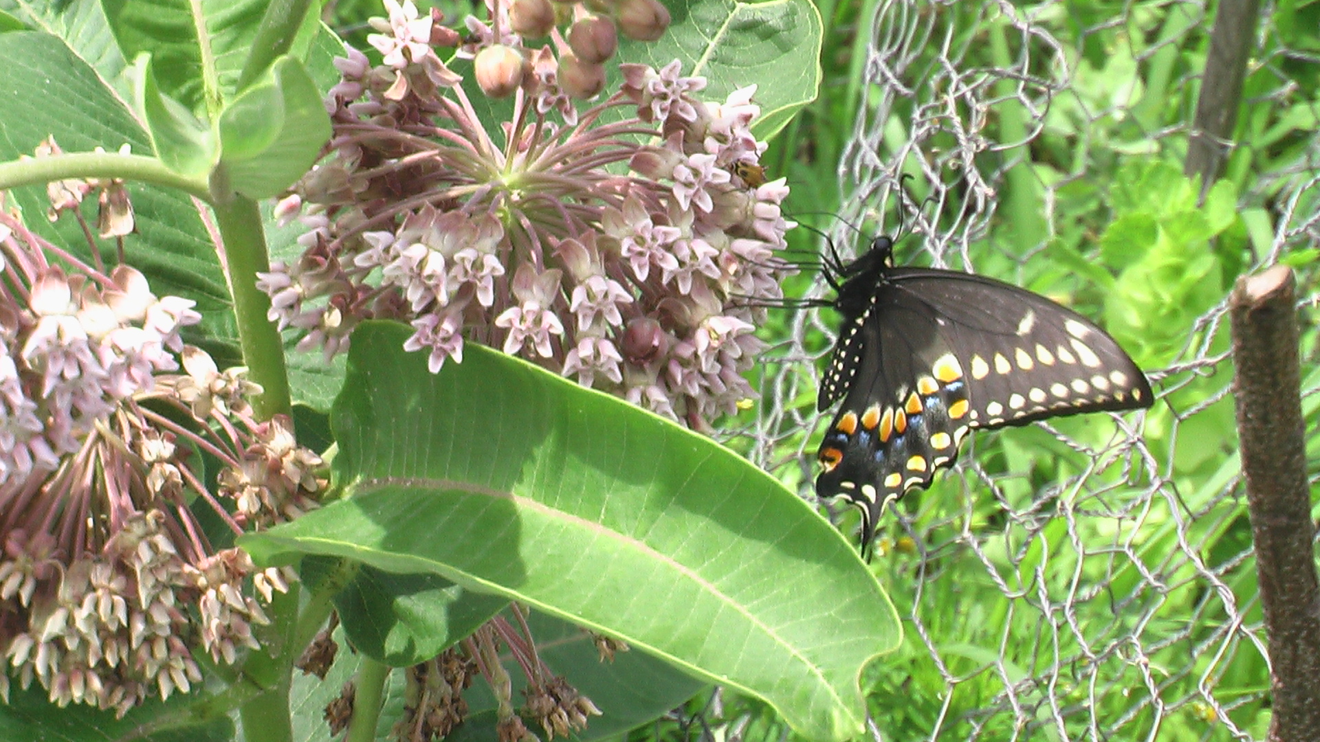 Battle of the cats: differences between monarch and swallowtail ...