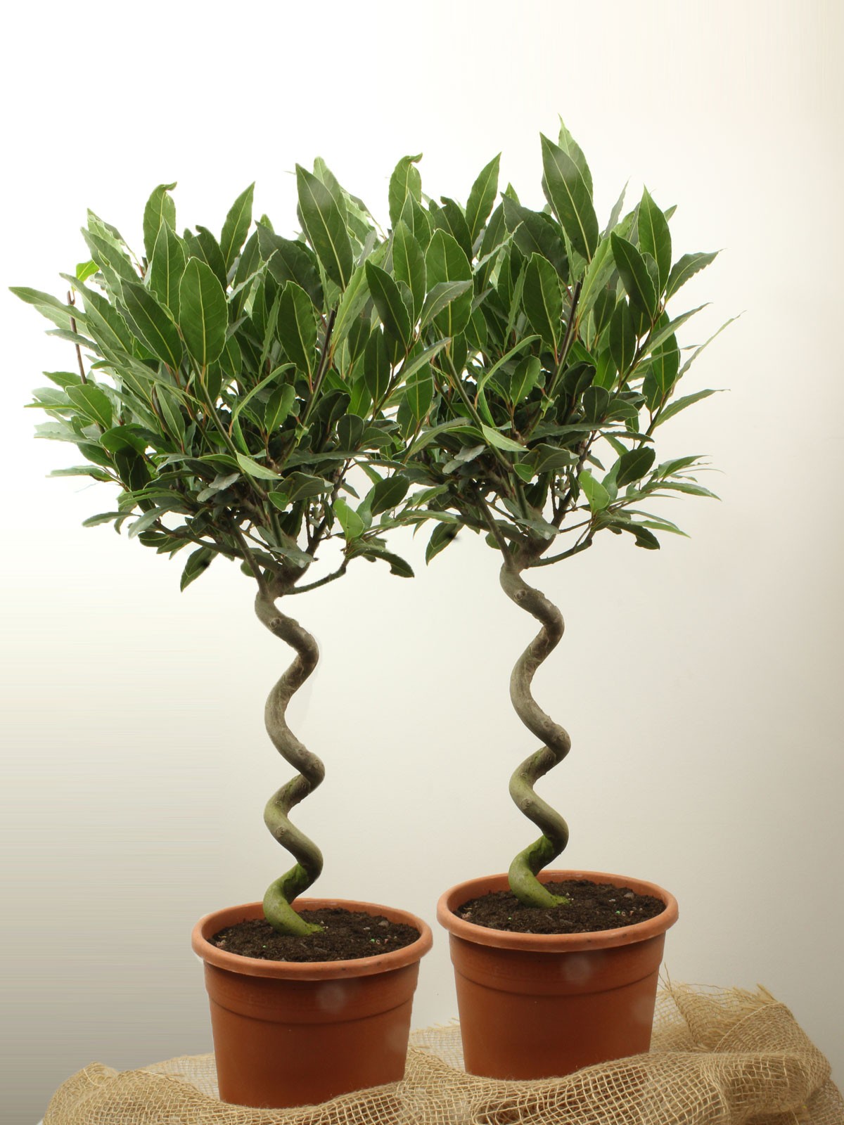 Pair of Sicilian 1/4 Standard Bay Trees with Corkscrew Stems | Top ...
