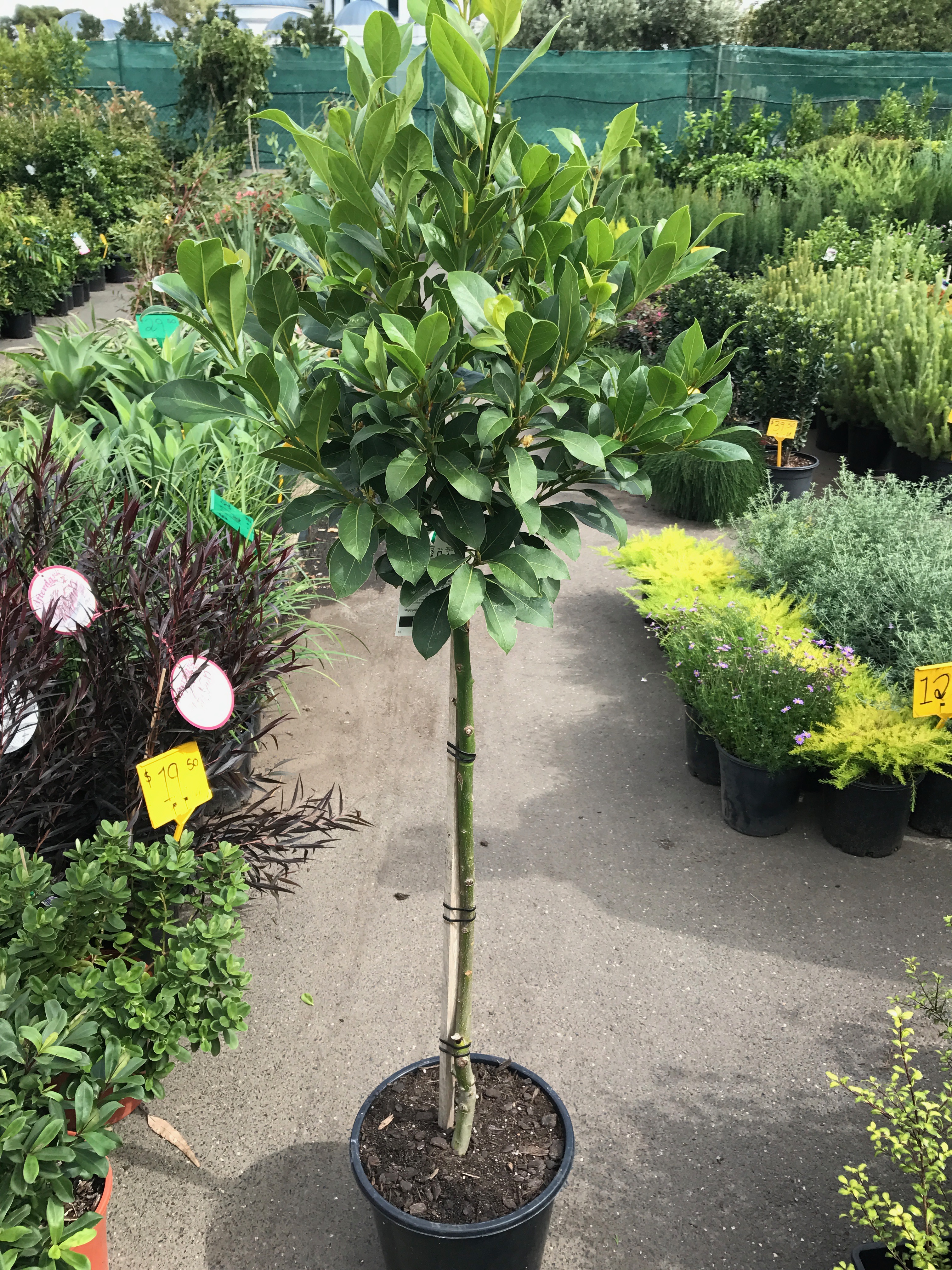 Laurus nobilis 'Bay Tree' (Standard) | Westlake Nursery