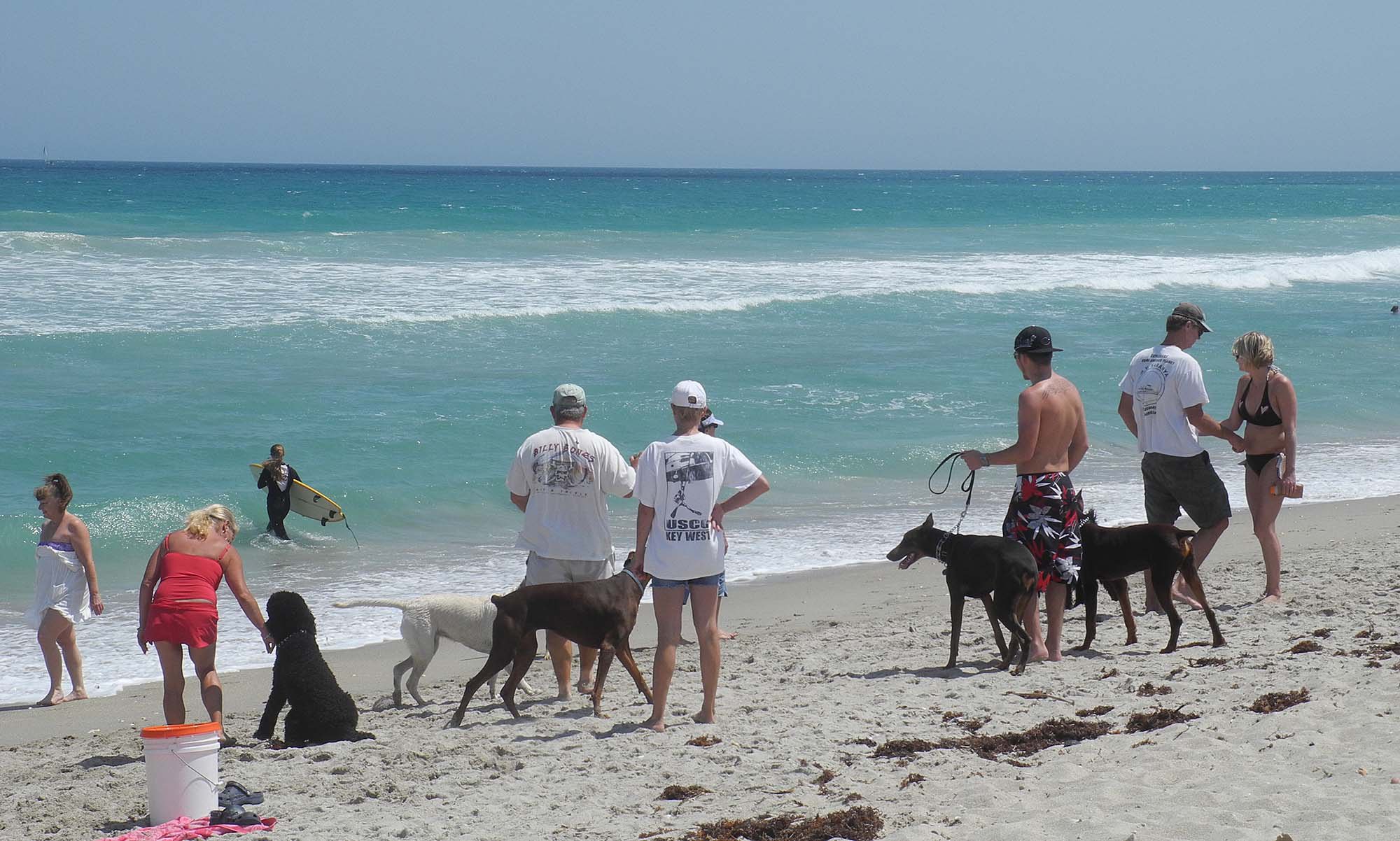 hi-dog-beach-1 | Florida Rambler