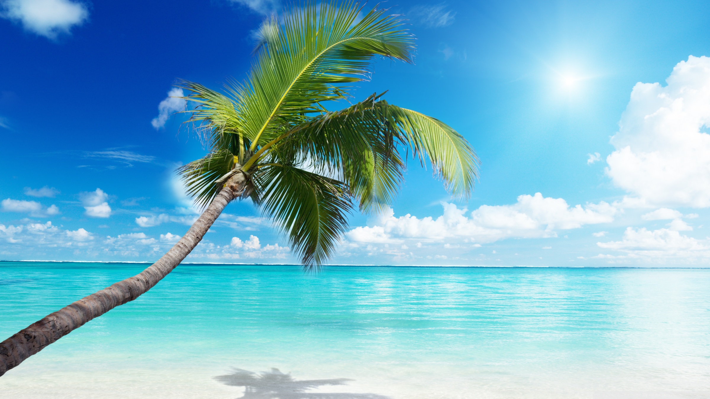 Palm Tree Beach ❤ 4K HD Desktop Wallpaper for 4K Ultra HD TV • Wide ...