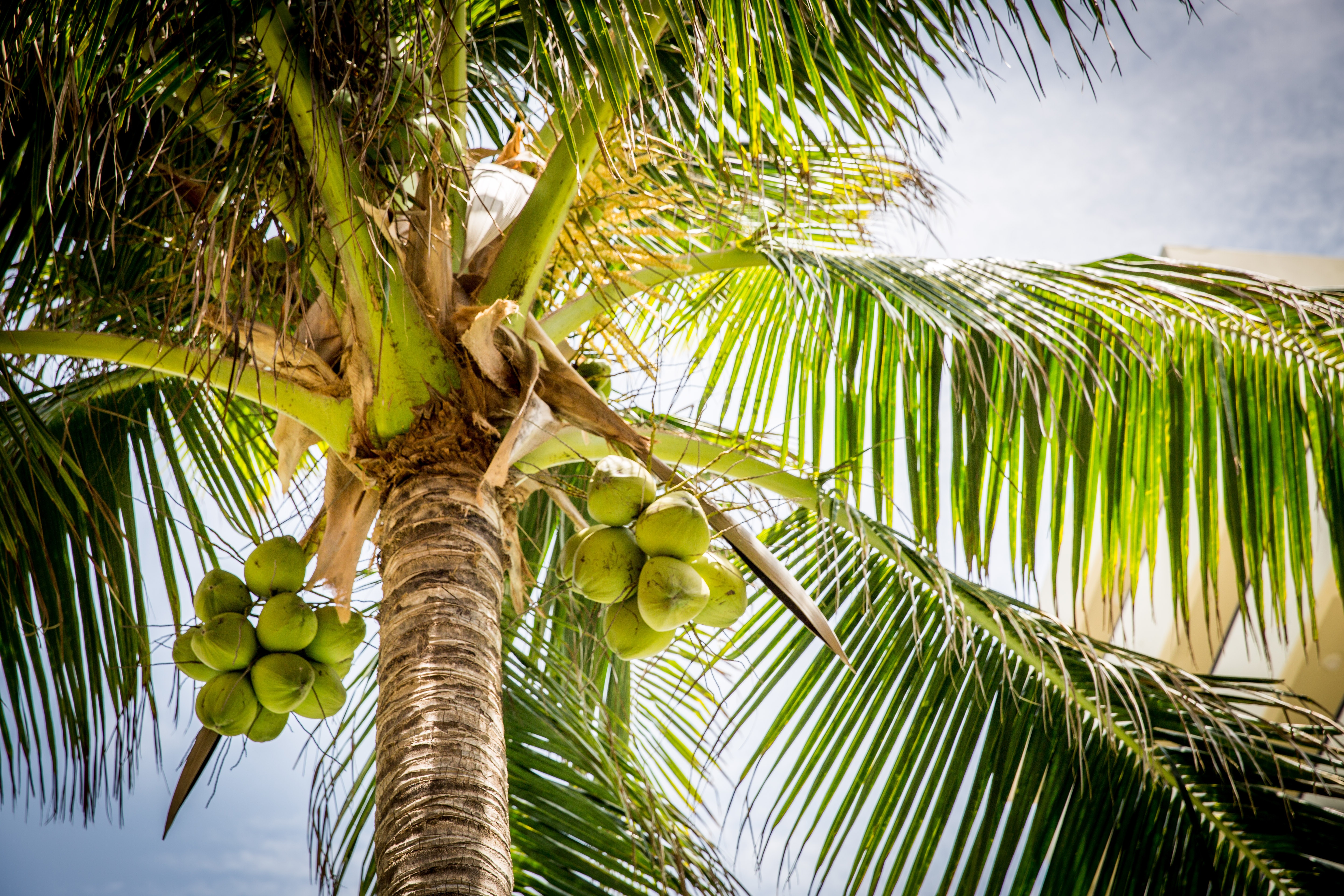 Кокосовая Пальма в Океании