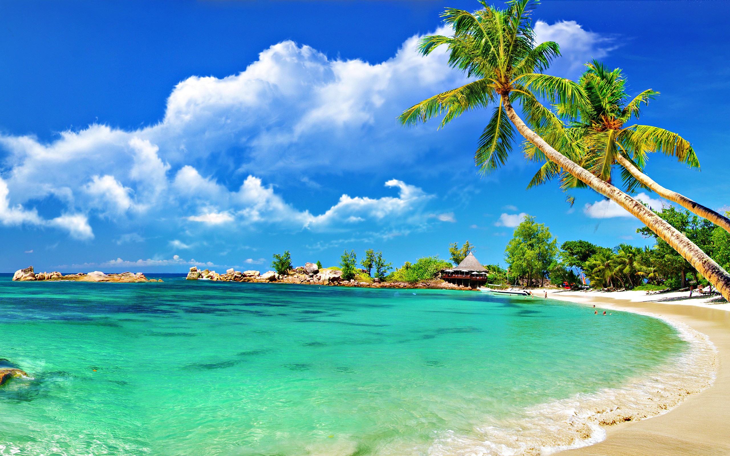 Coconut-Tree-Beach-Seashore-Desktop-Wallpapers-HD - HD