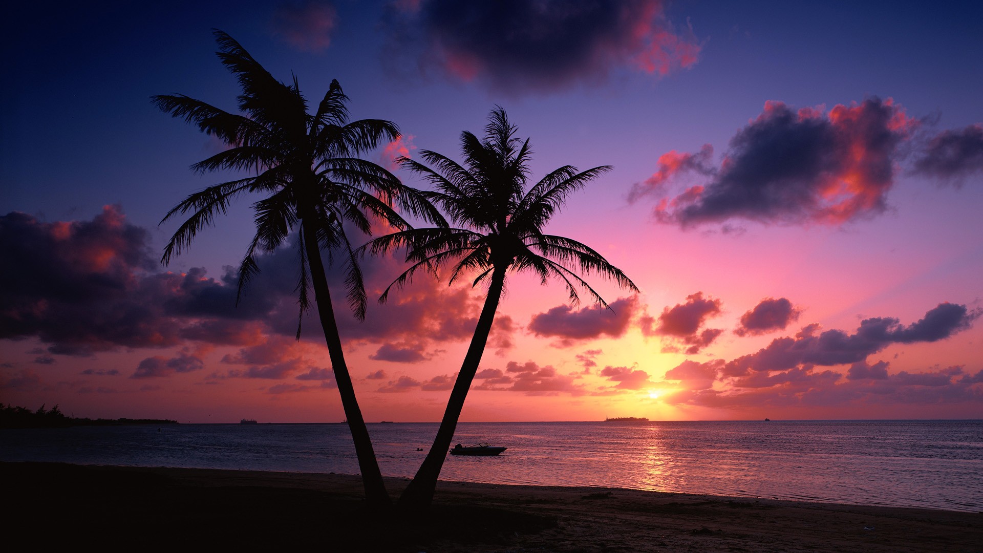 Sunset through palms photo