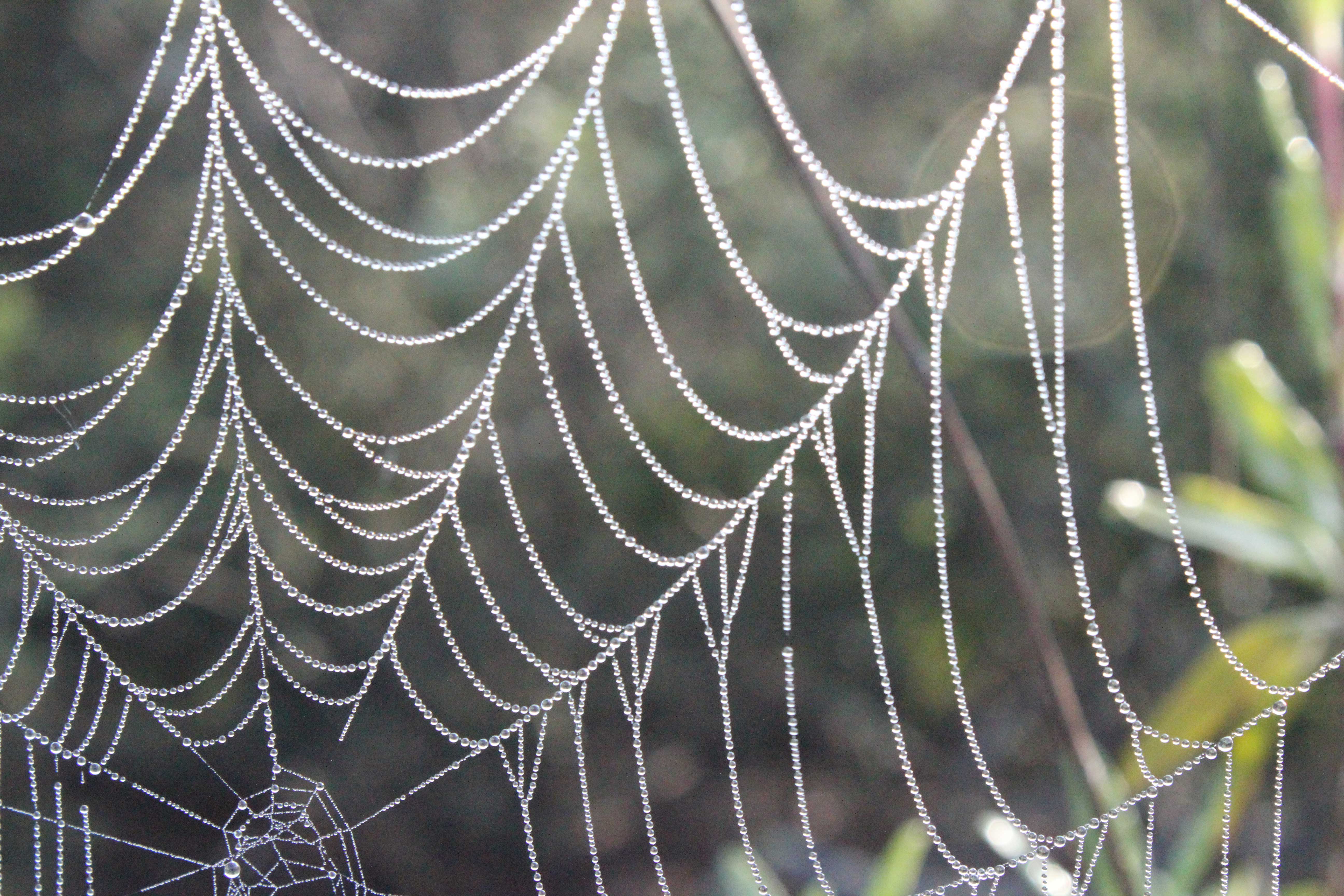 Dew Beaded Web | 1pic2pick