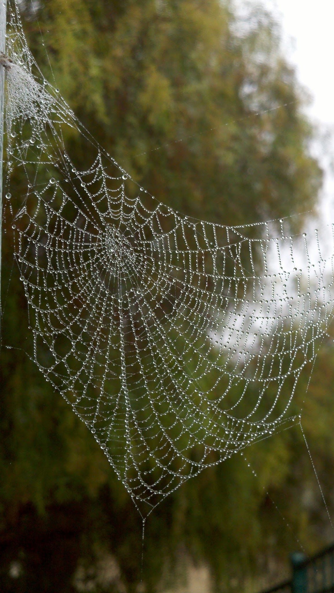 A beaded web | A Garden View | Pinterest | Spider webs, Spider and ...