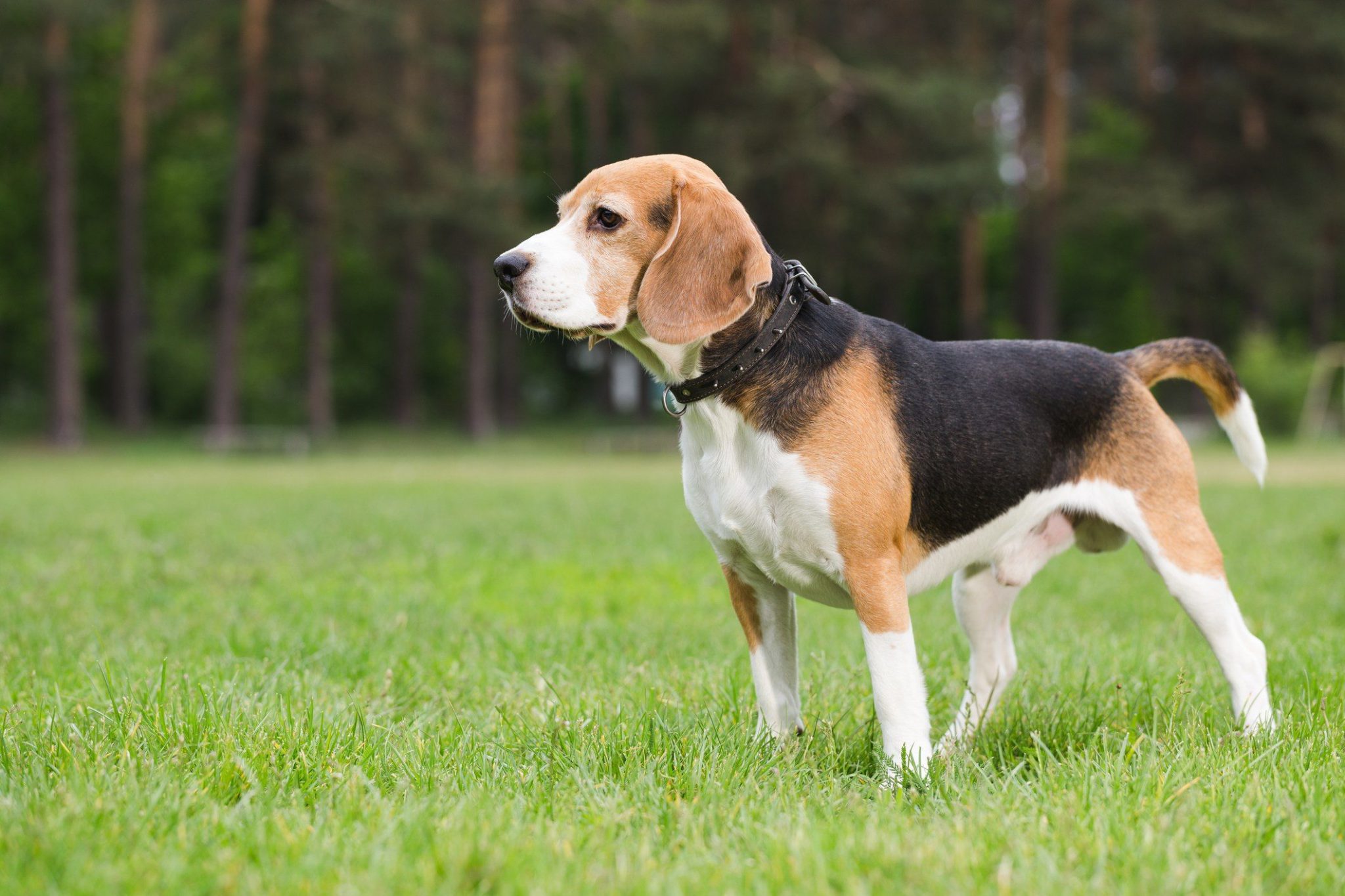 Beagle. Breed Info, Photos and Care Guide | VetBabble