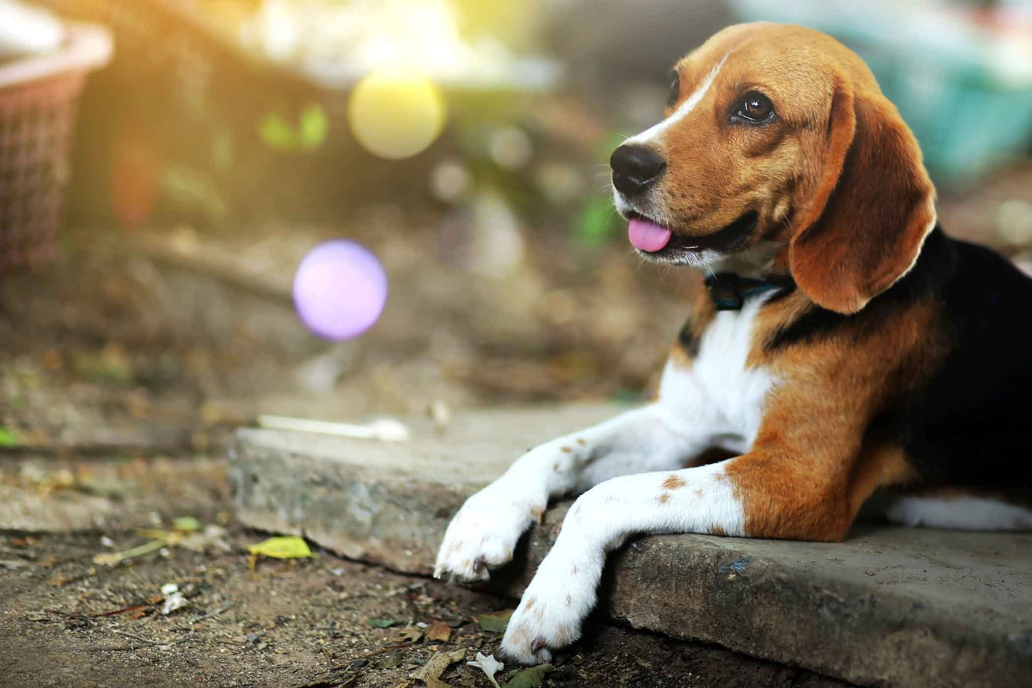 Beagle Dog Names - Wag!