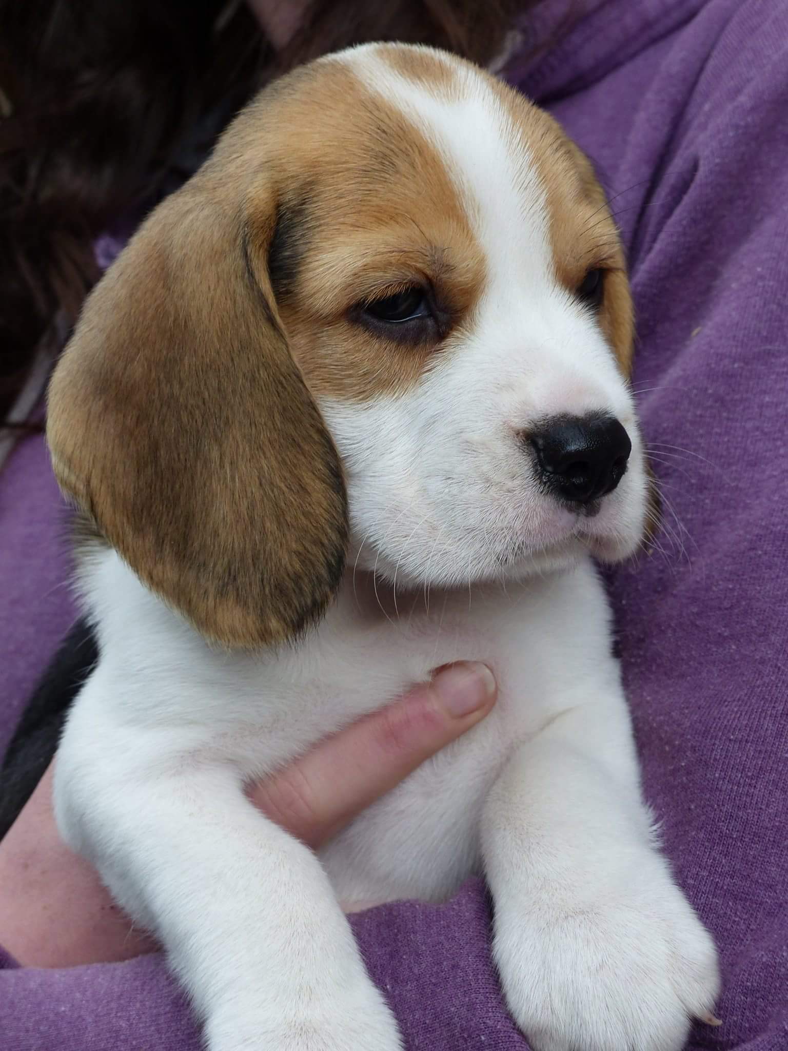 Beagle | Dogs | Breed Information | Omlet