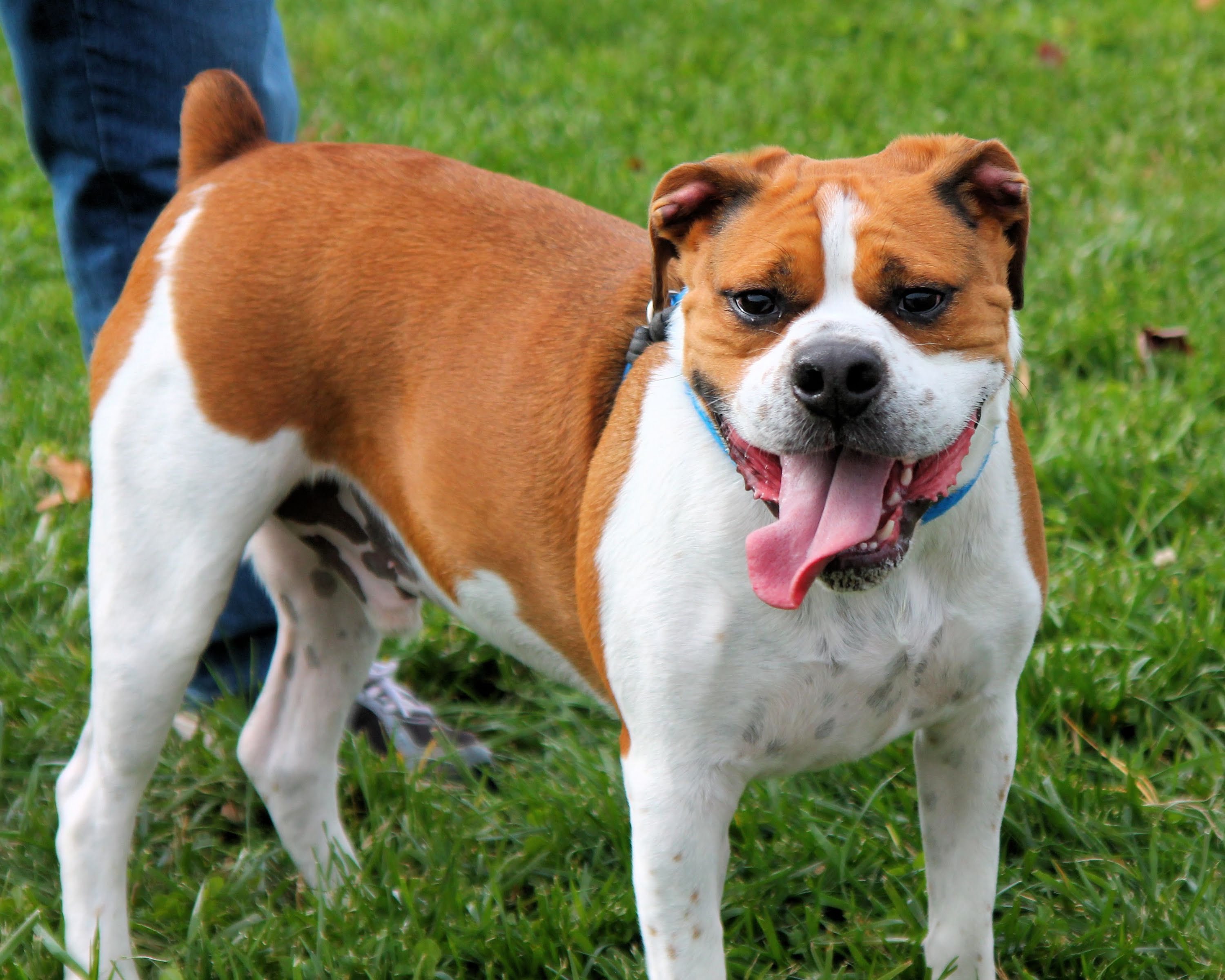 Boxer & Beagle Mix (A.K.A. boggle dog) – breed info, characteristics ...
