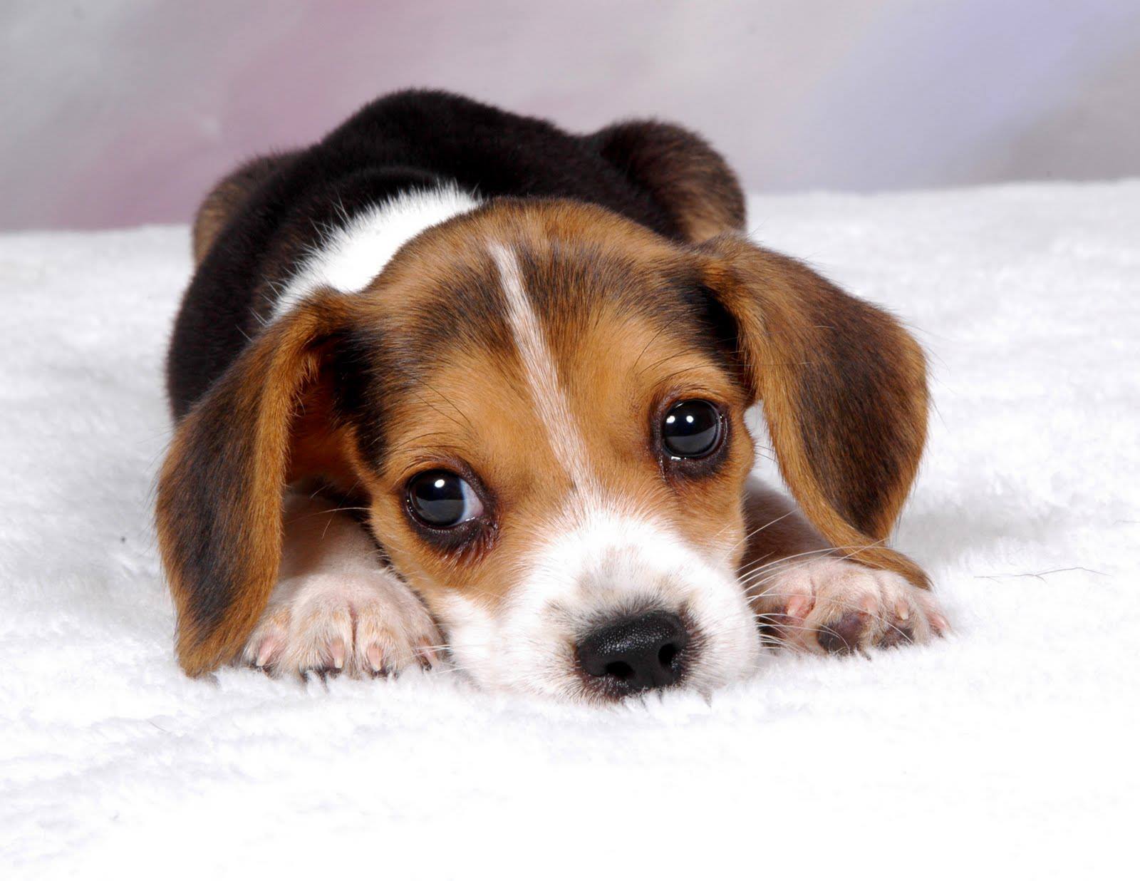 How much does a Beagle Puppy cost? - Annie Many
