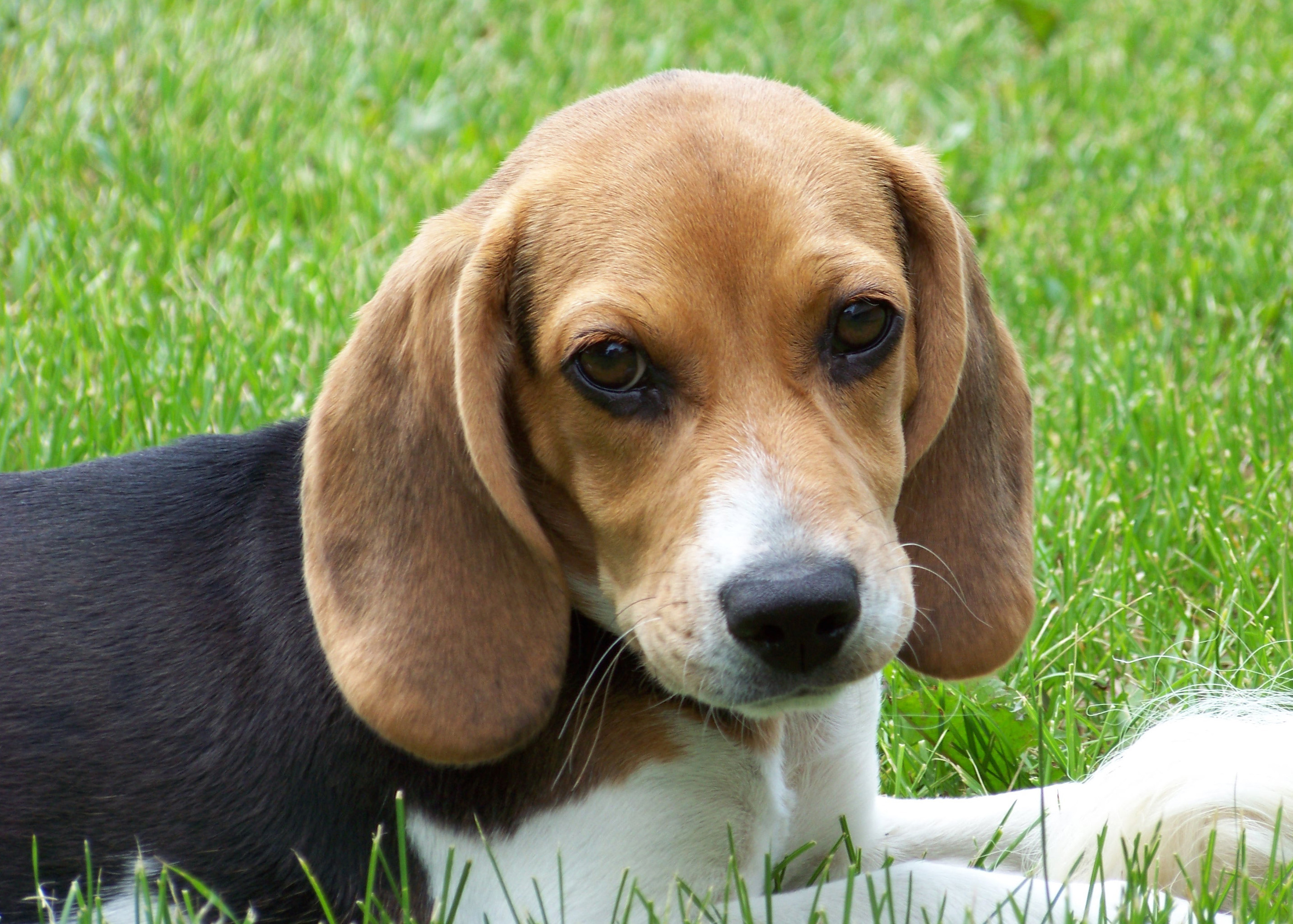 File:Cute beagle puppy lilly.jpg - Wikimedia Commons