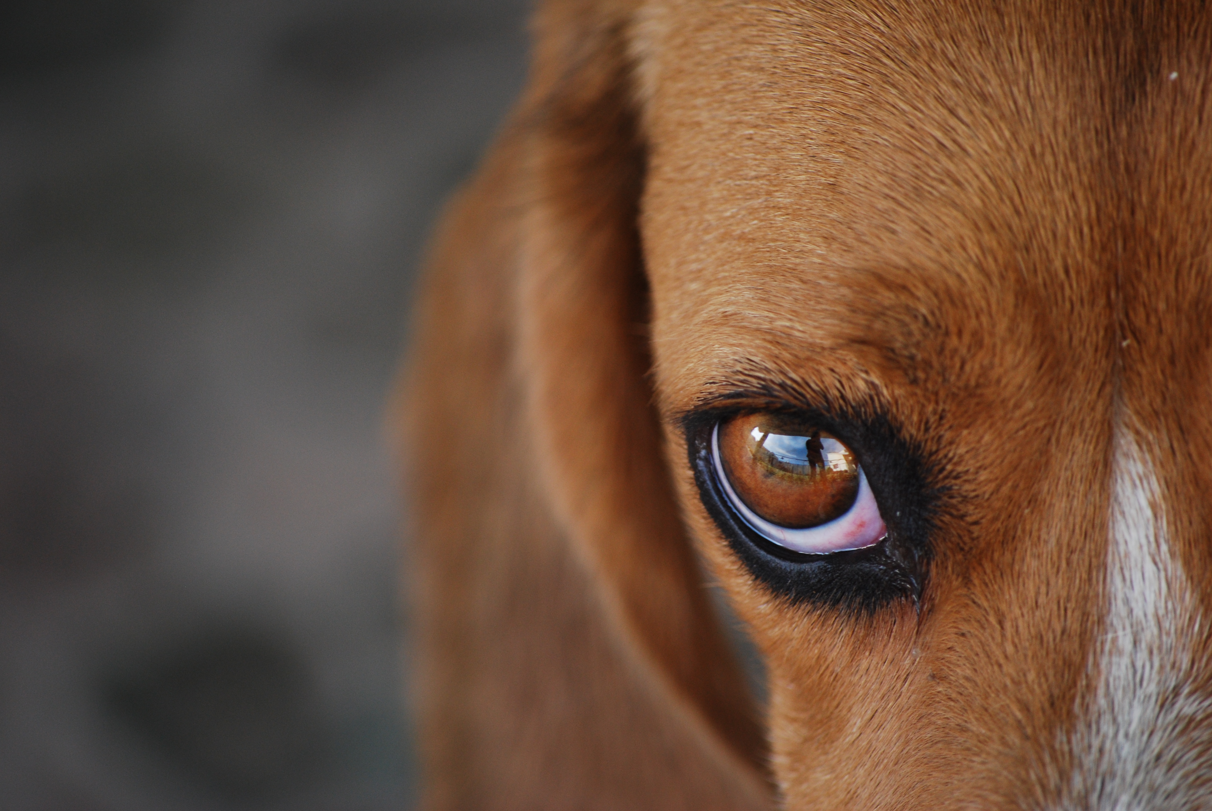 Beagle, Animal, Closeup, Dog, Eye, HQ Photo