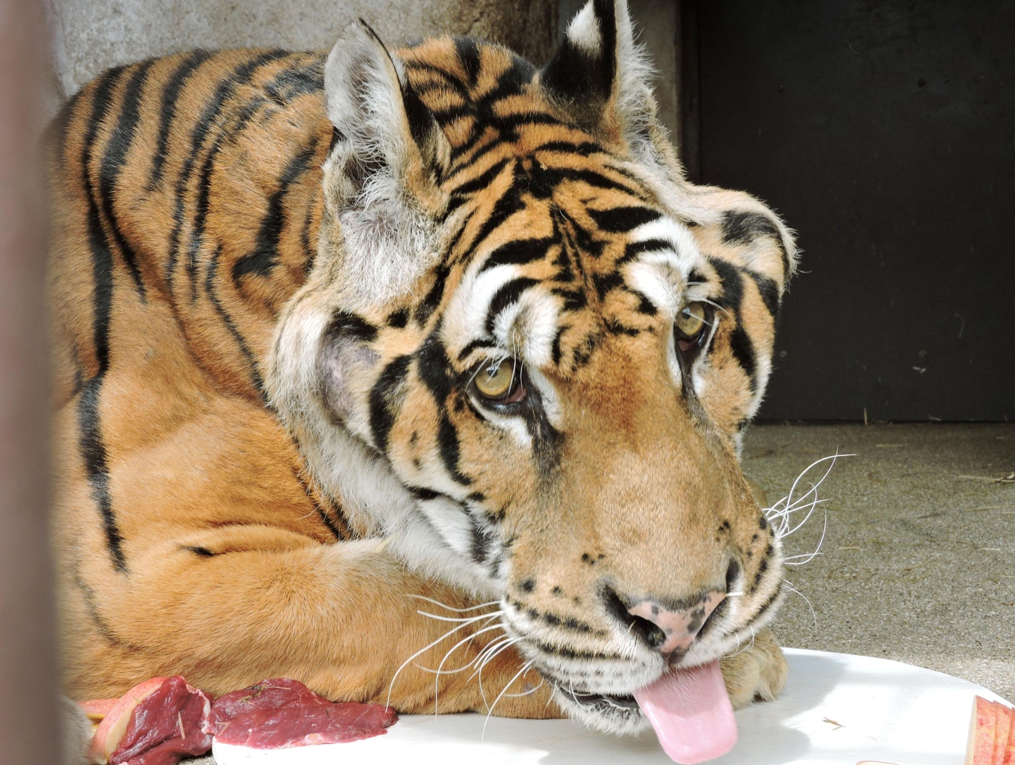 Hiro, Japan's oldest Bengal tiger, dies at age 24 in Okayama zoo ...