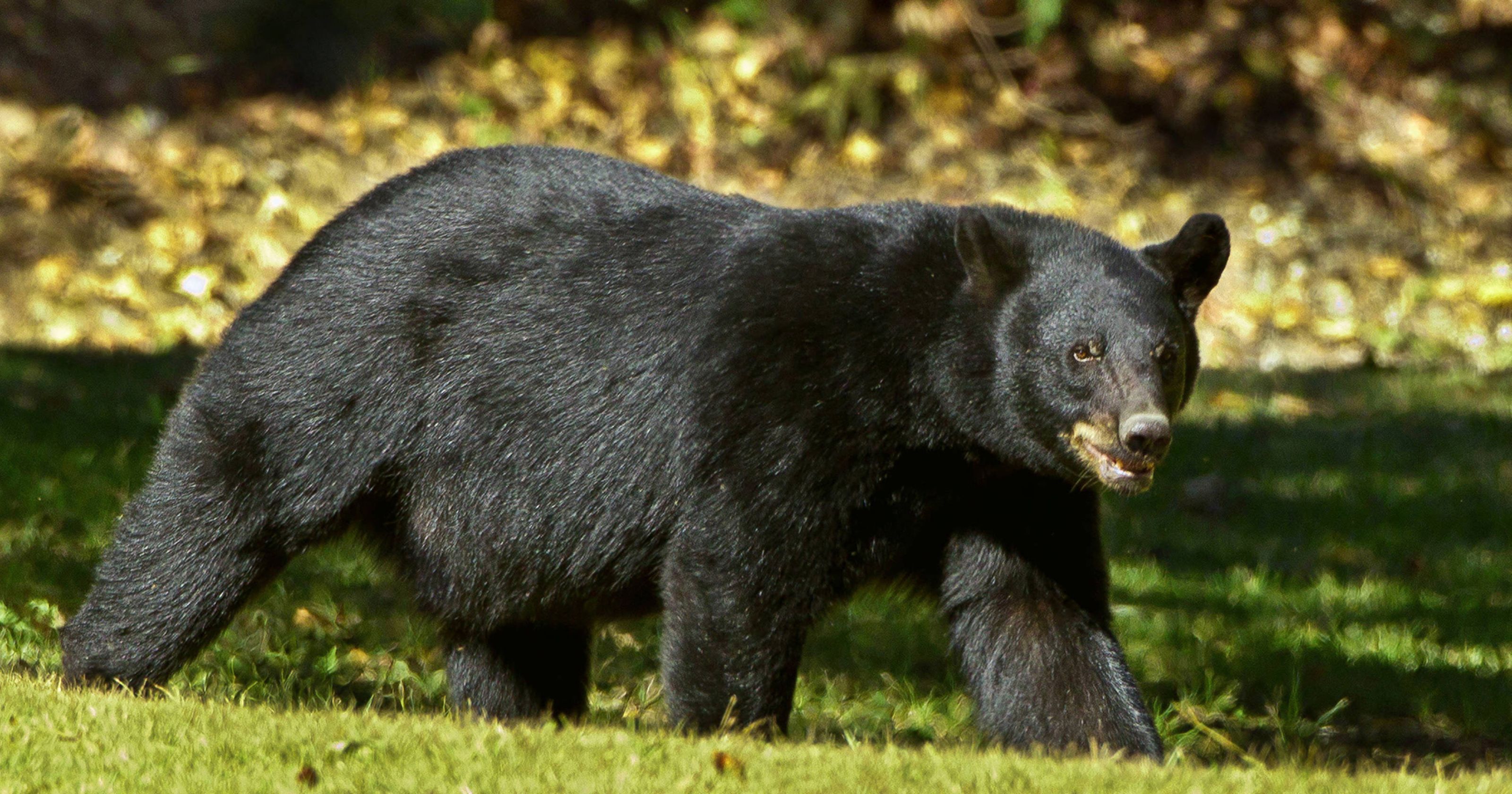 Bears in Mississippi: Bear suspected of attacking car