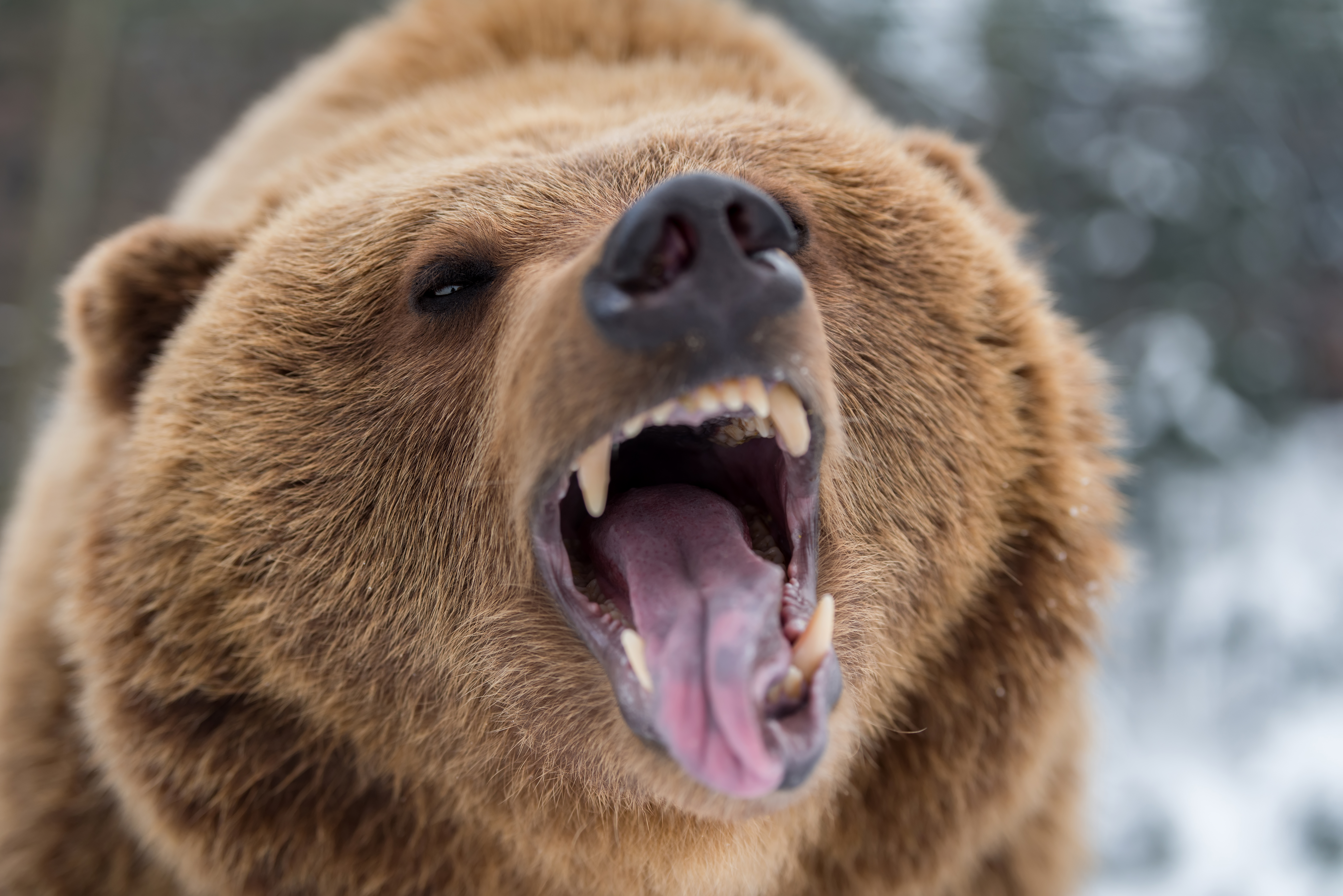 Does Pepper Spray Actually Work Against Bears? | Time