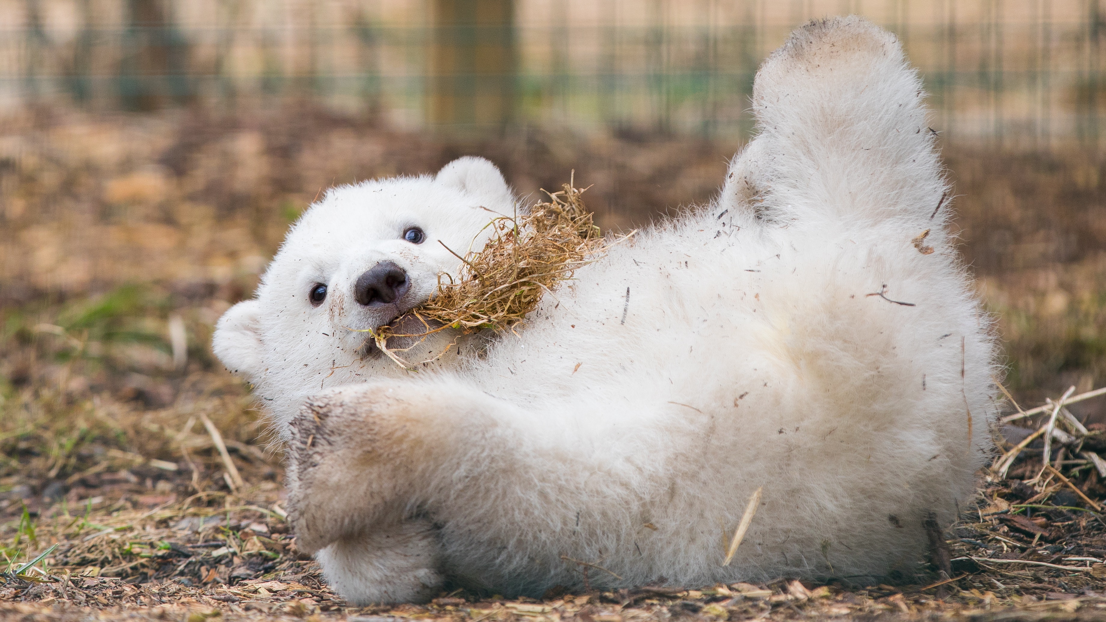 UK's first new polar bear cub in 25 years is male, wildlife park ...