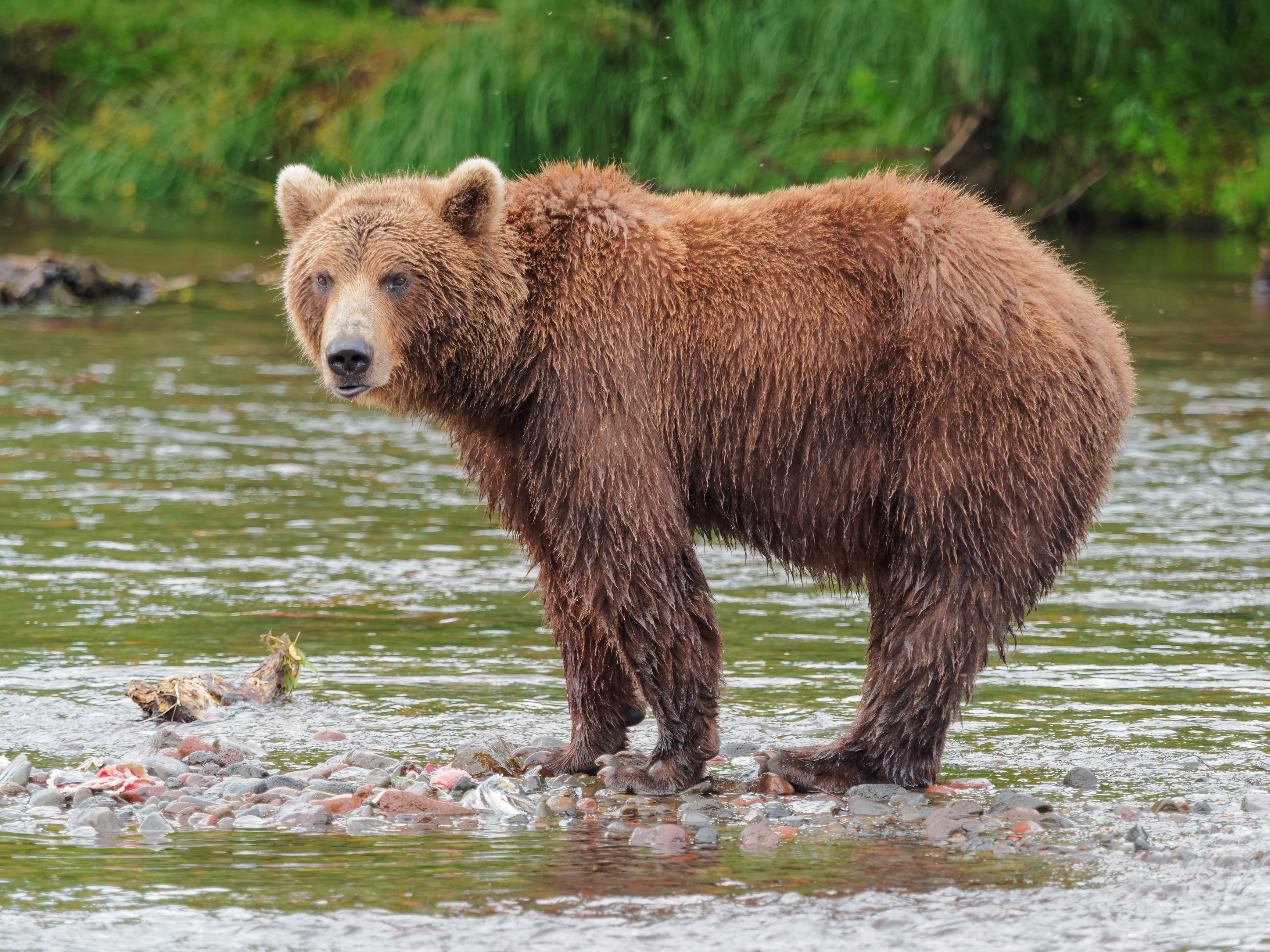 File:Kamchatka Brown Bear near Dvuhyurtochnoe on 2015-07-23.png ...