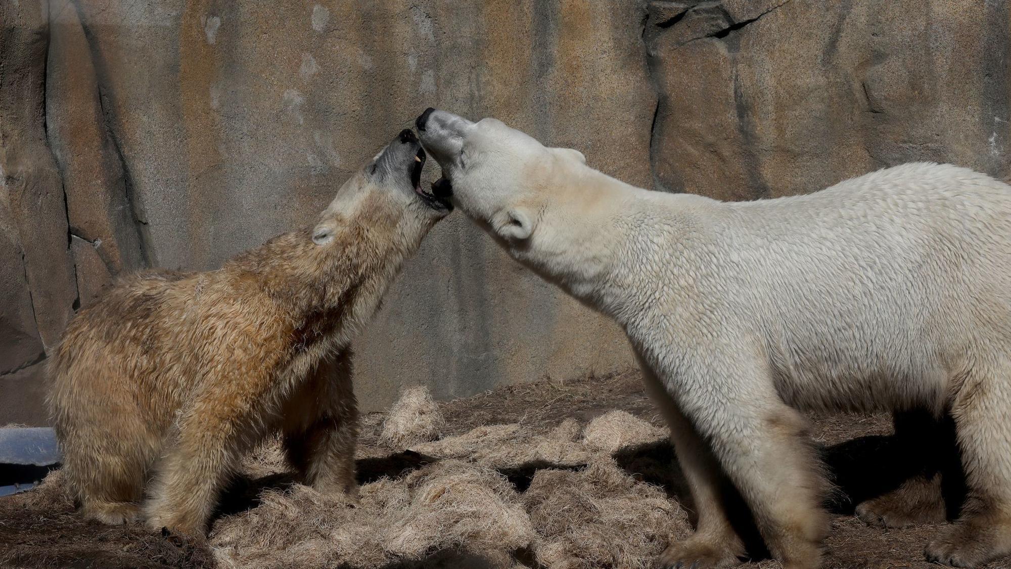 New female polar bear at Lincoln Park Zoo has its mate 'obsessed ...