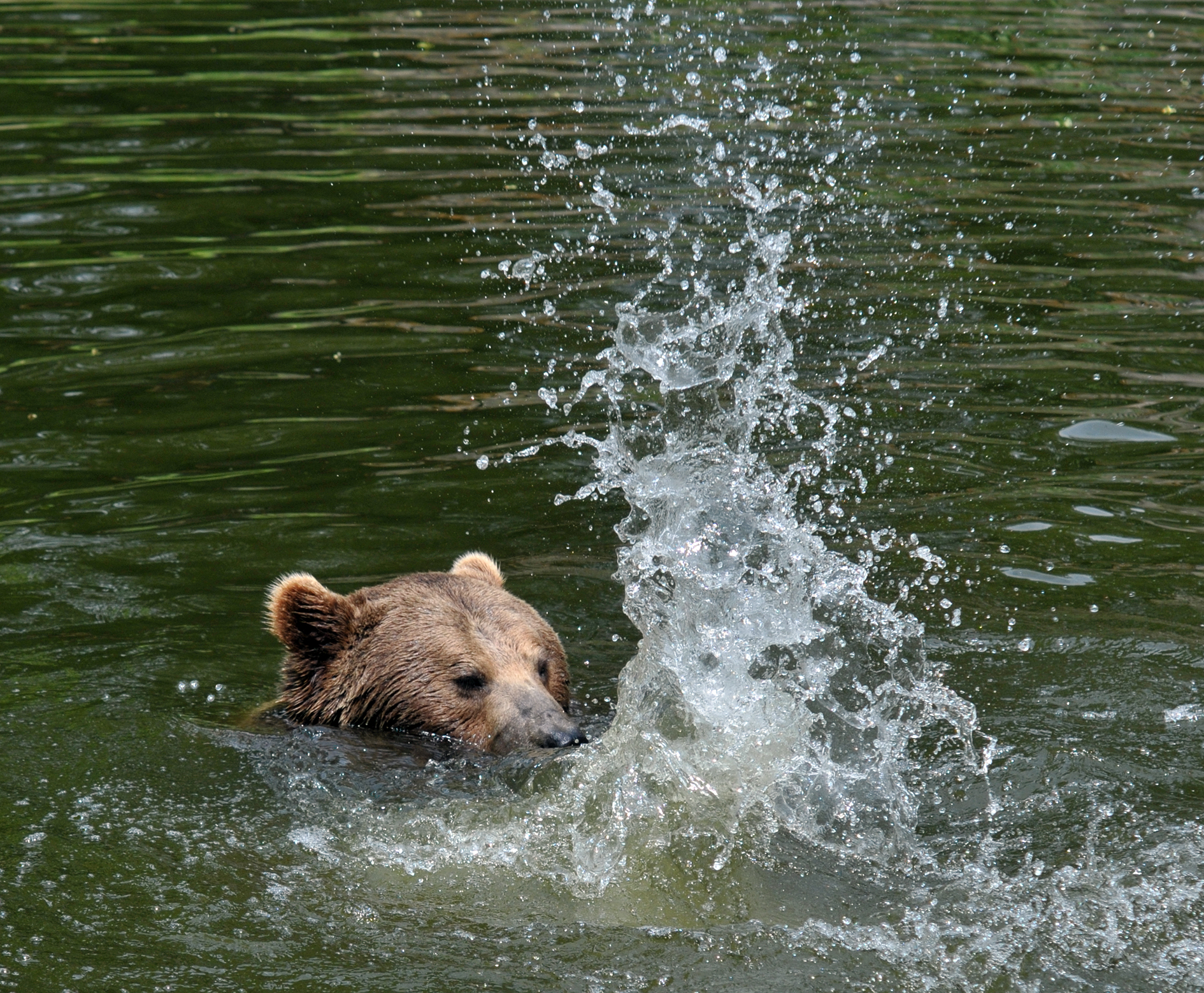 File:Brown Bear bathing.jpg - Wikimedia Commons