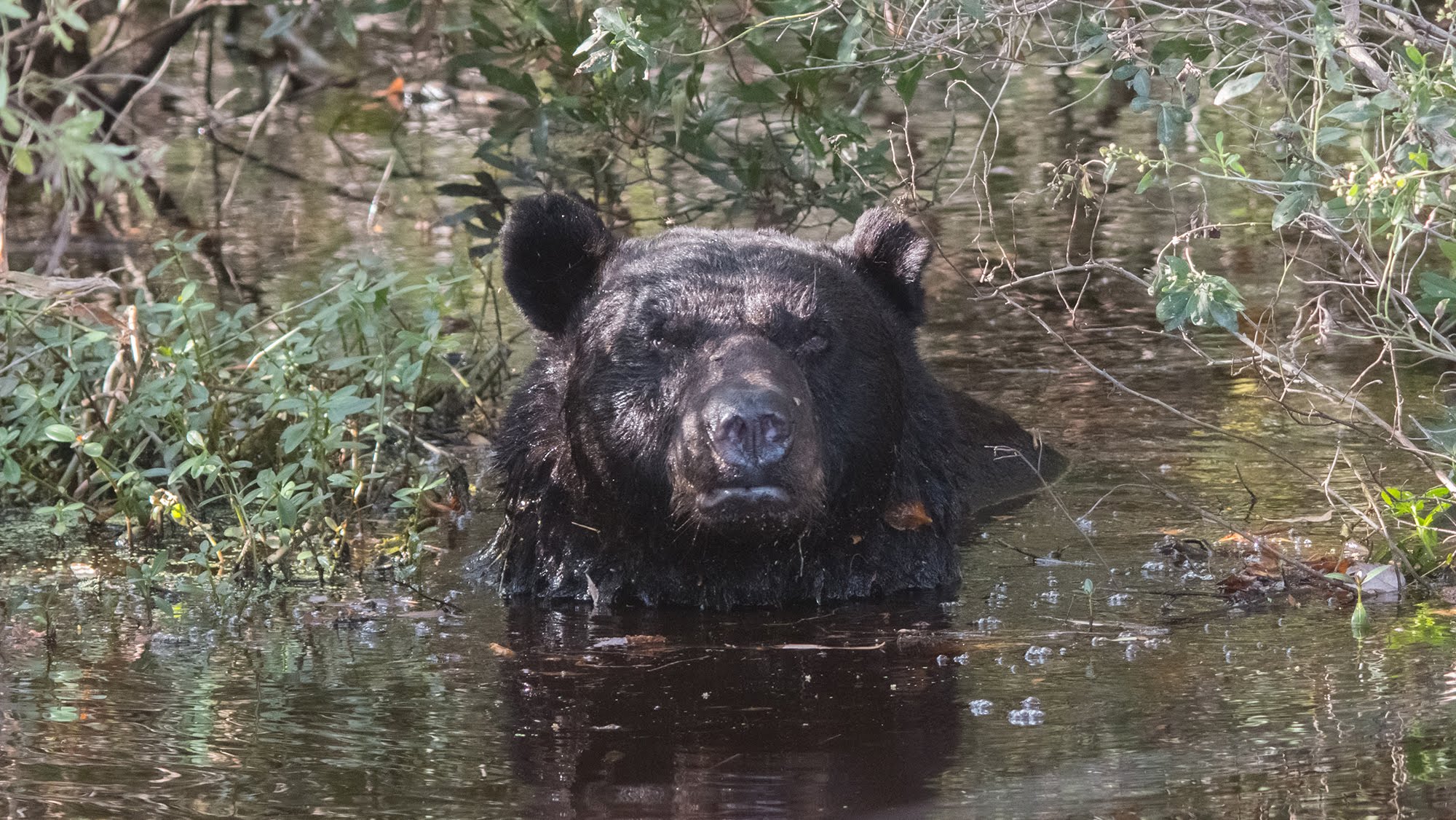 Black Bear Bathing in Alligator River Wildlife Refuge - YouTube