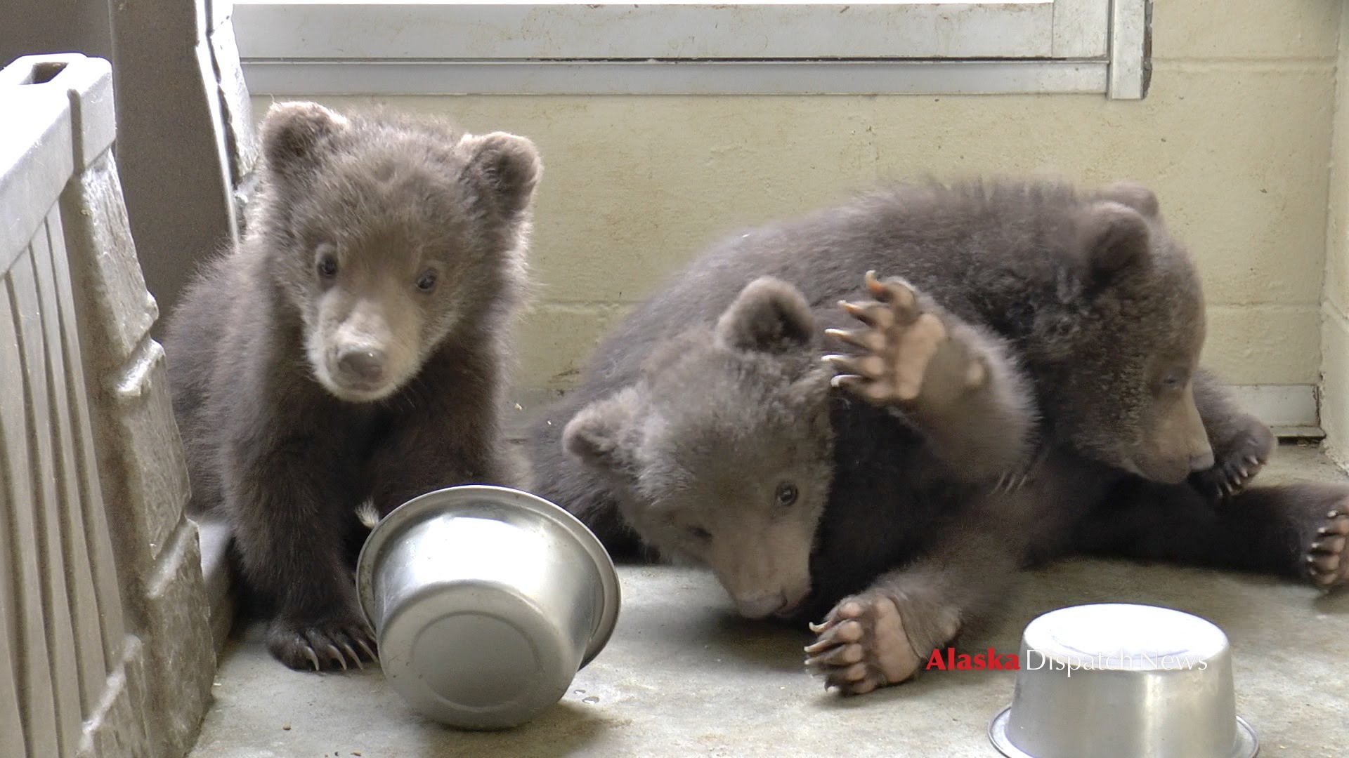 Three little brown bear cubs - YouTube
