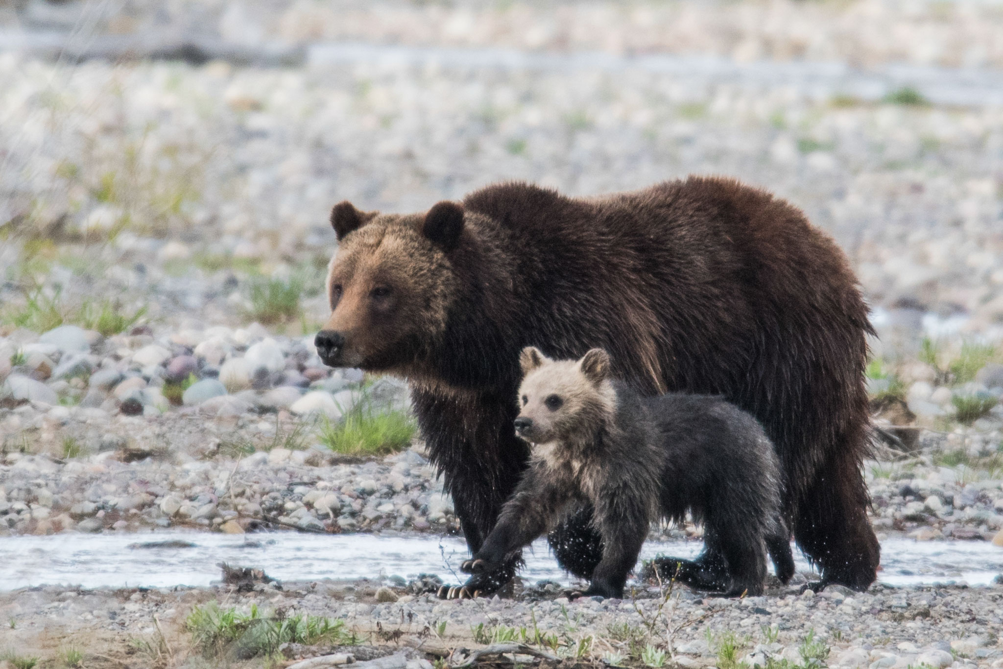 Famous Bear Cub Killed in Hit and Run in National Park