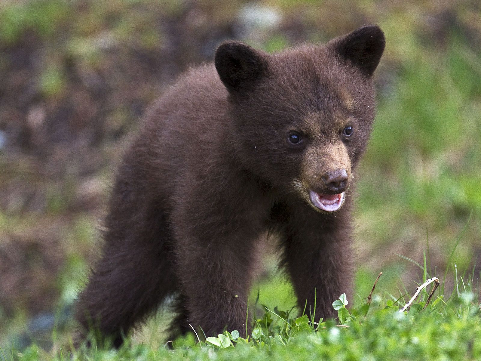 Black Bear cub Whistler BC | Aa | Pinterest | Whistler, American ...