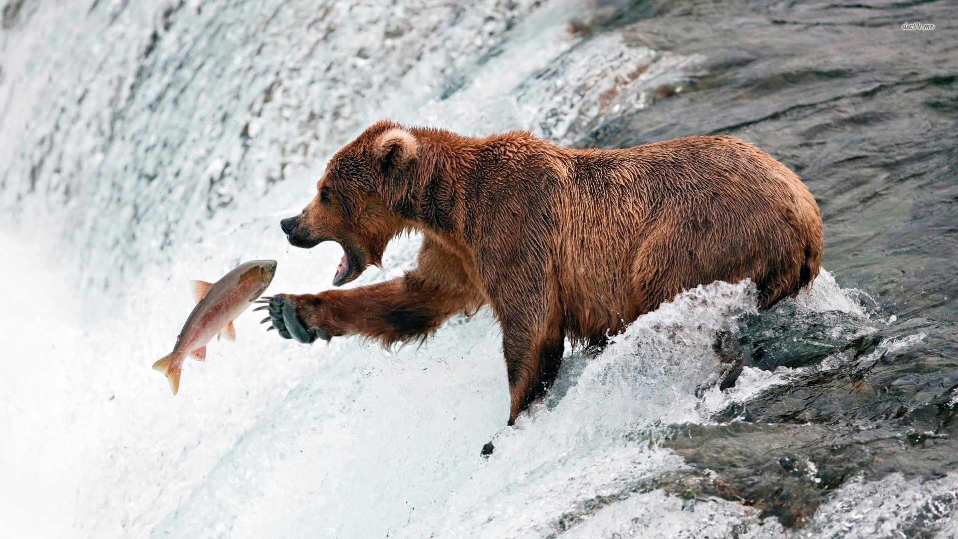 Brown bear fishing | Grizzly & Salmon | Pinterest | Brown bear, Fish ...