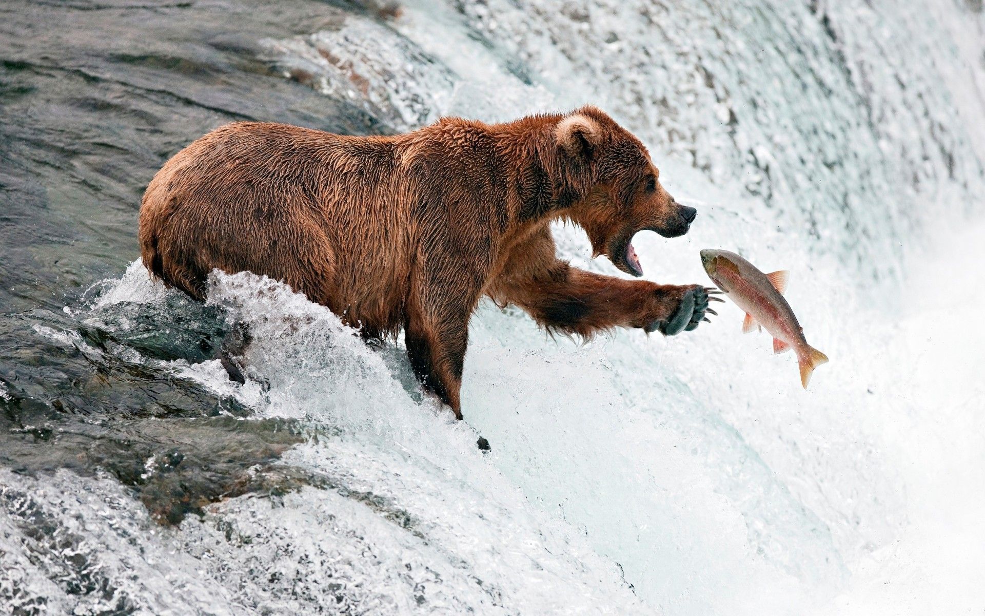 Bear Wallpaper, river, stream, fish, fishing | HD Wallpapers Photo ...