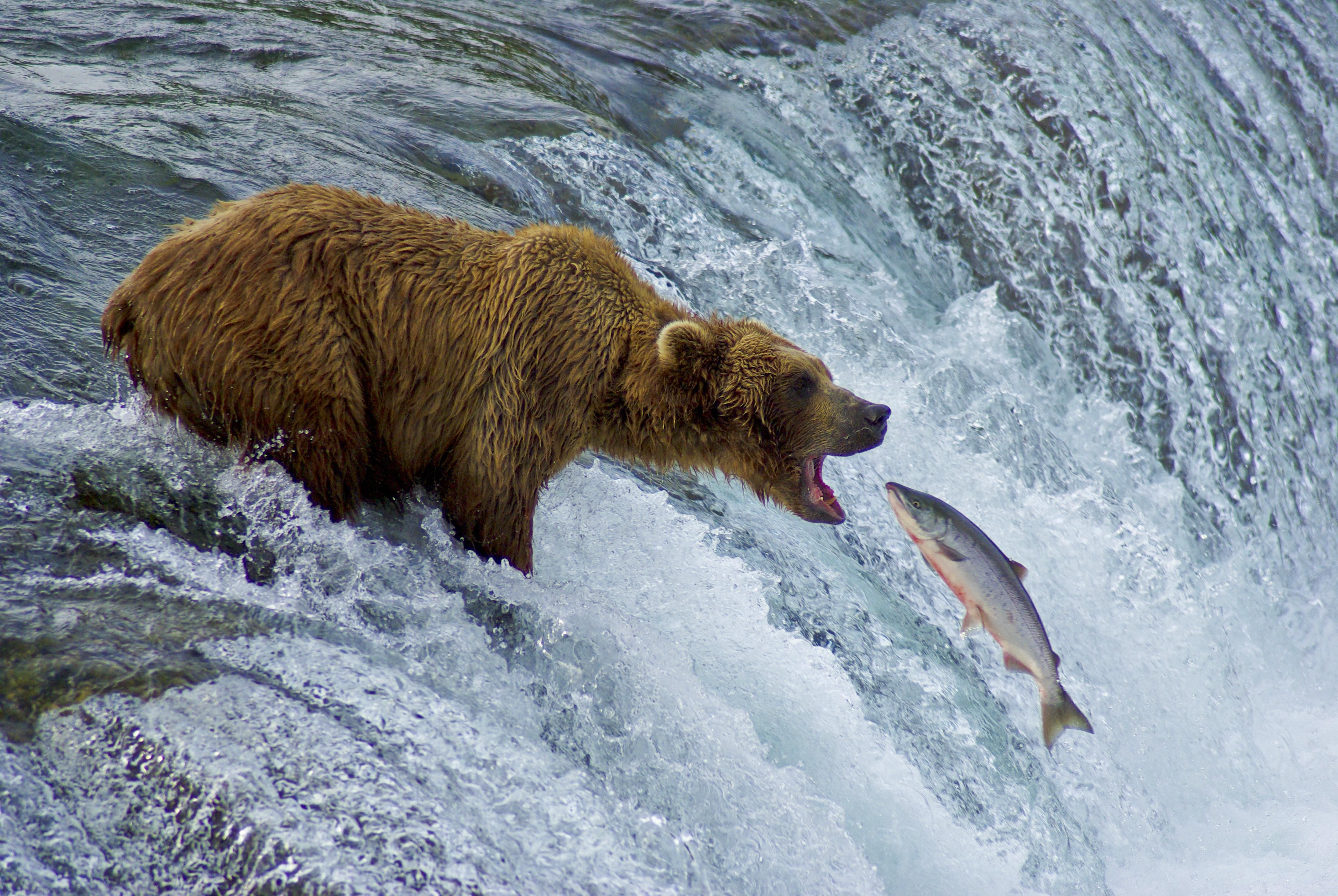 Bear Catching Fish | Grizzly & Salmon | Pinterest | Fish, Bears and ...