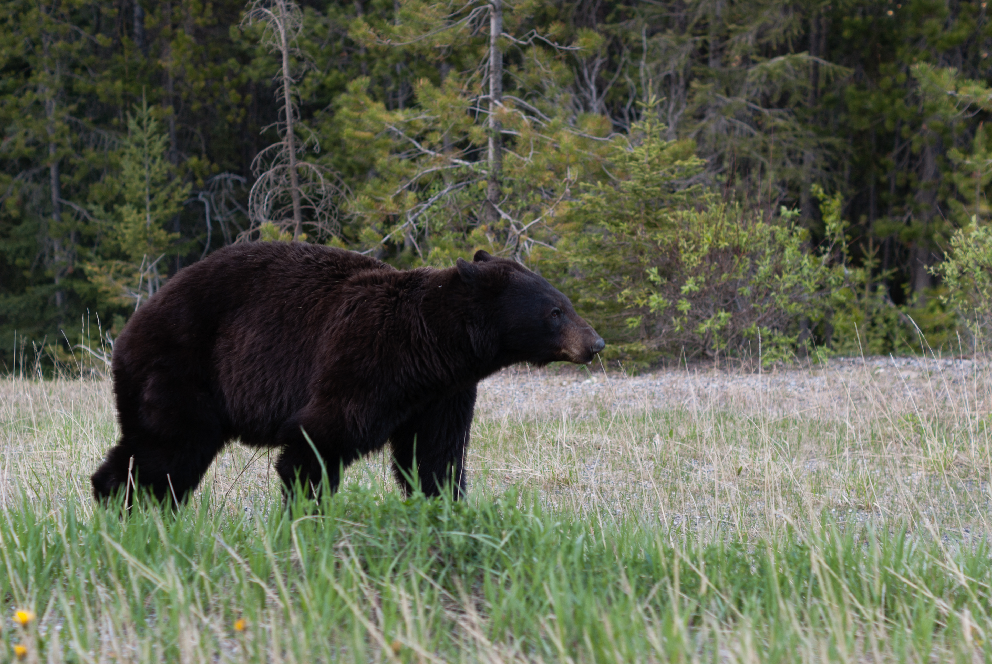 Bear - National Park (1), Animal, Bear, British columbia, CA, HQ Photo