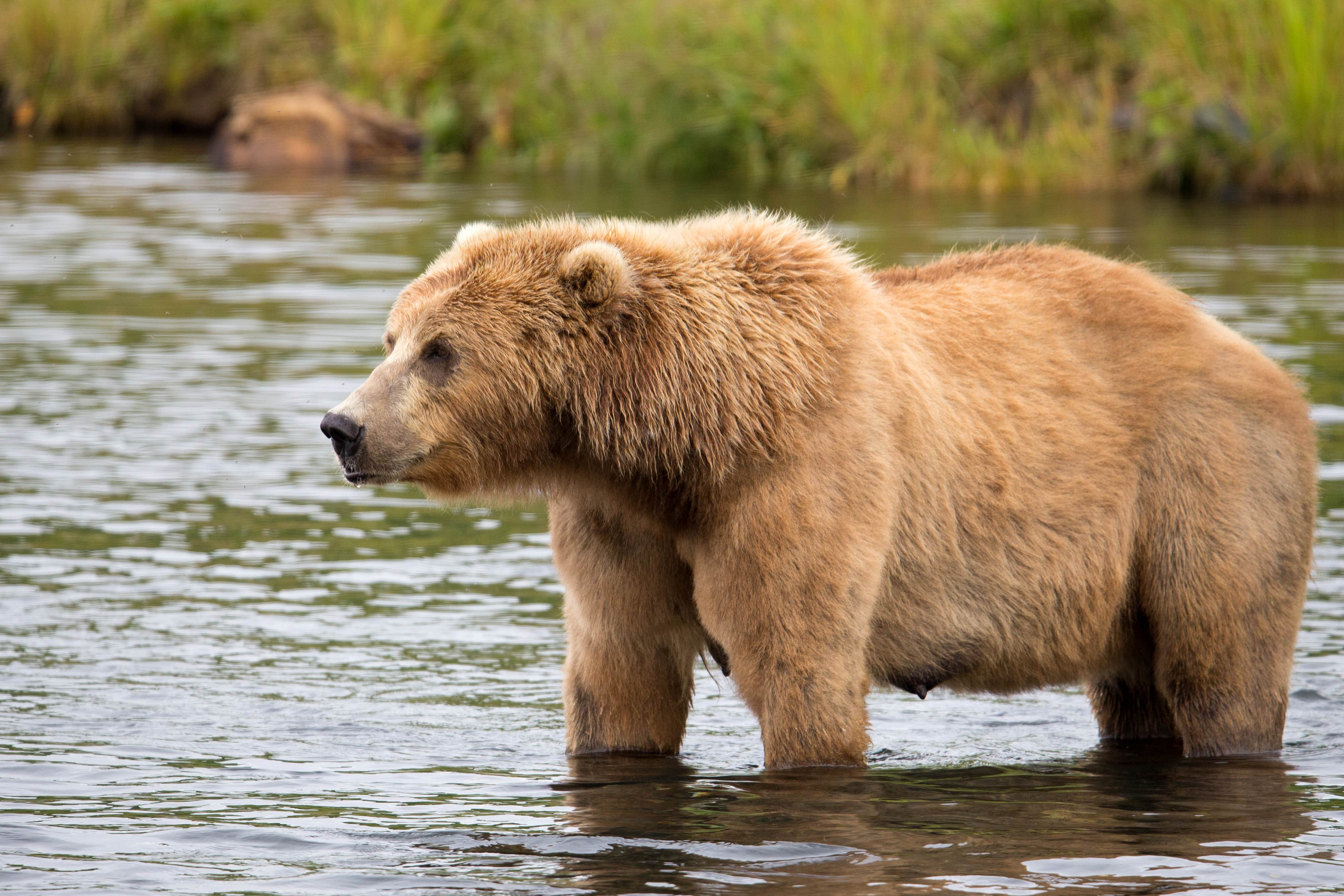 Free picture: brown bear, water, hunt